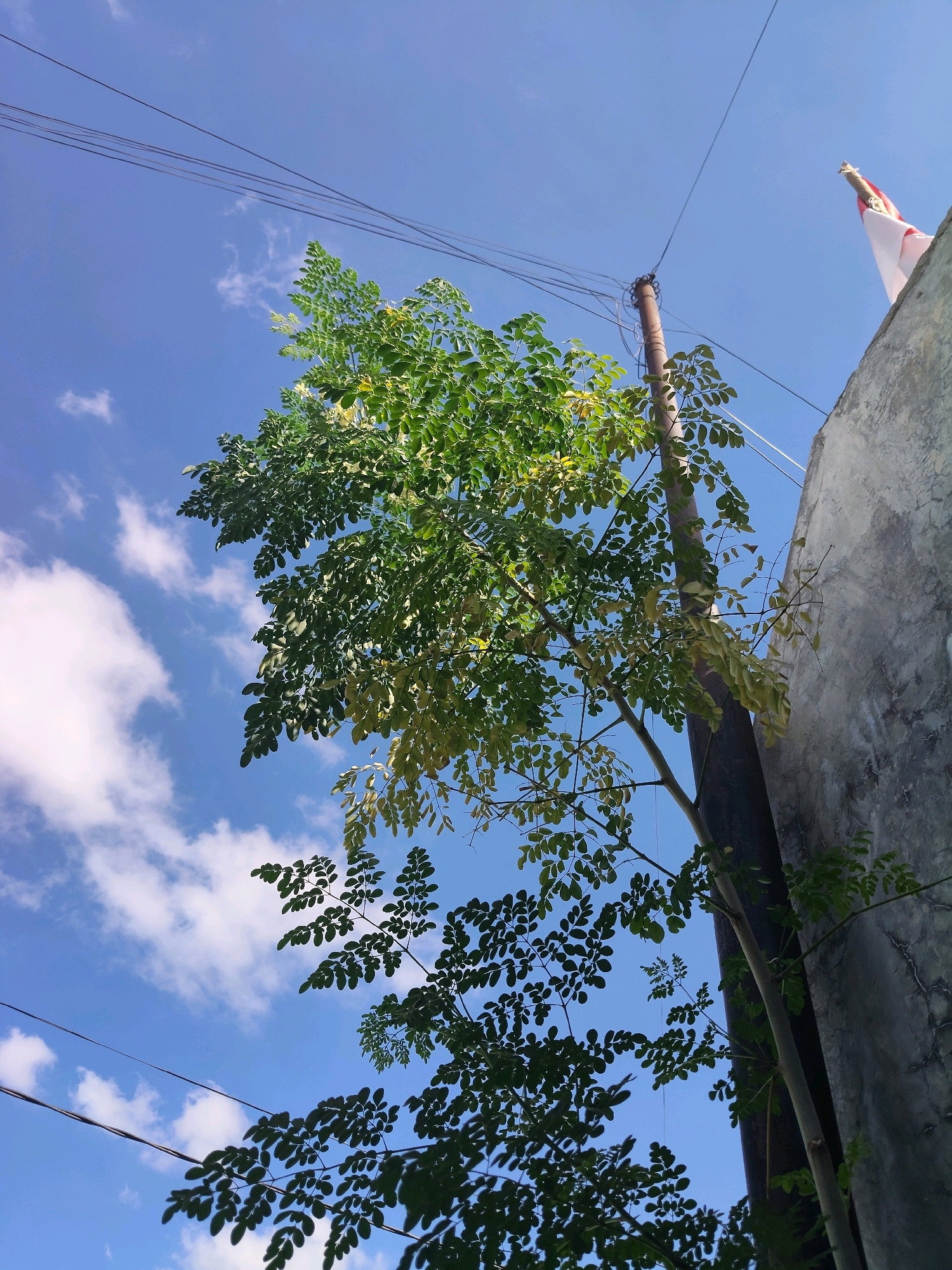 This low-angle, full-shot image captures a clear, bright blue sky with scattered white clouds over the city of Kupang, Indonesia. A large, green tree with compound leaves dominates the left side of the frame, its branches reaching upwards. To the right, a weathered, grey concrete wall and a tall, dark pole, possibly a utility pole, are visible. Several black electrical wires run diagonally across the sky. A small Indonesian flag, red and white, is partially visible at the top right, attached to a pole near the concrete wall. The lighting suggests it is daytime, likely morning or afternoon, given the strong sunlight.