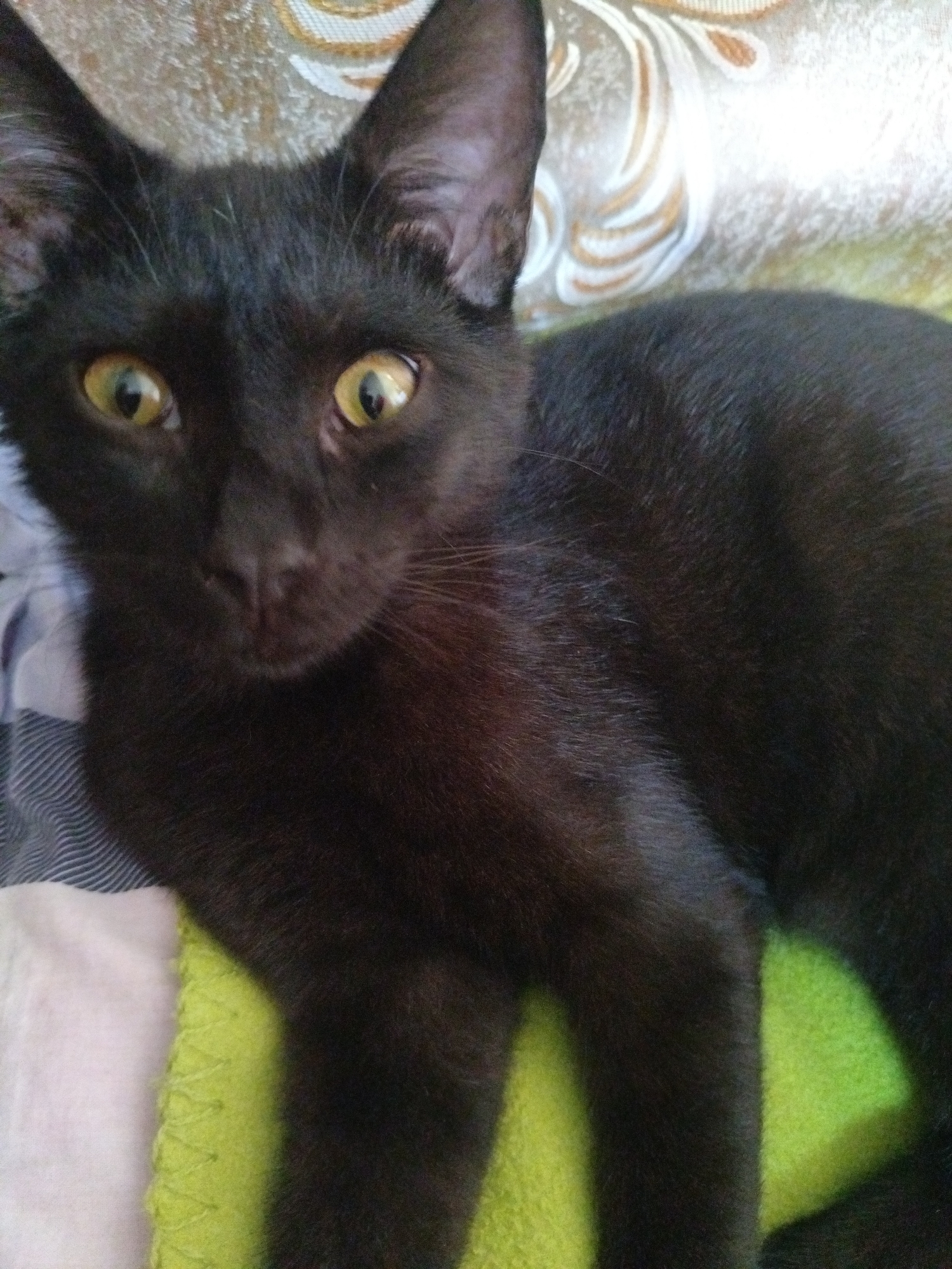 A black cat with yellow eyes lies on a bed. The bed has a patterned headboard and a striped pillow. A green blanket is underneath the cat. The location is unknown, so the requested location information cannot be included.