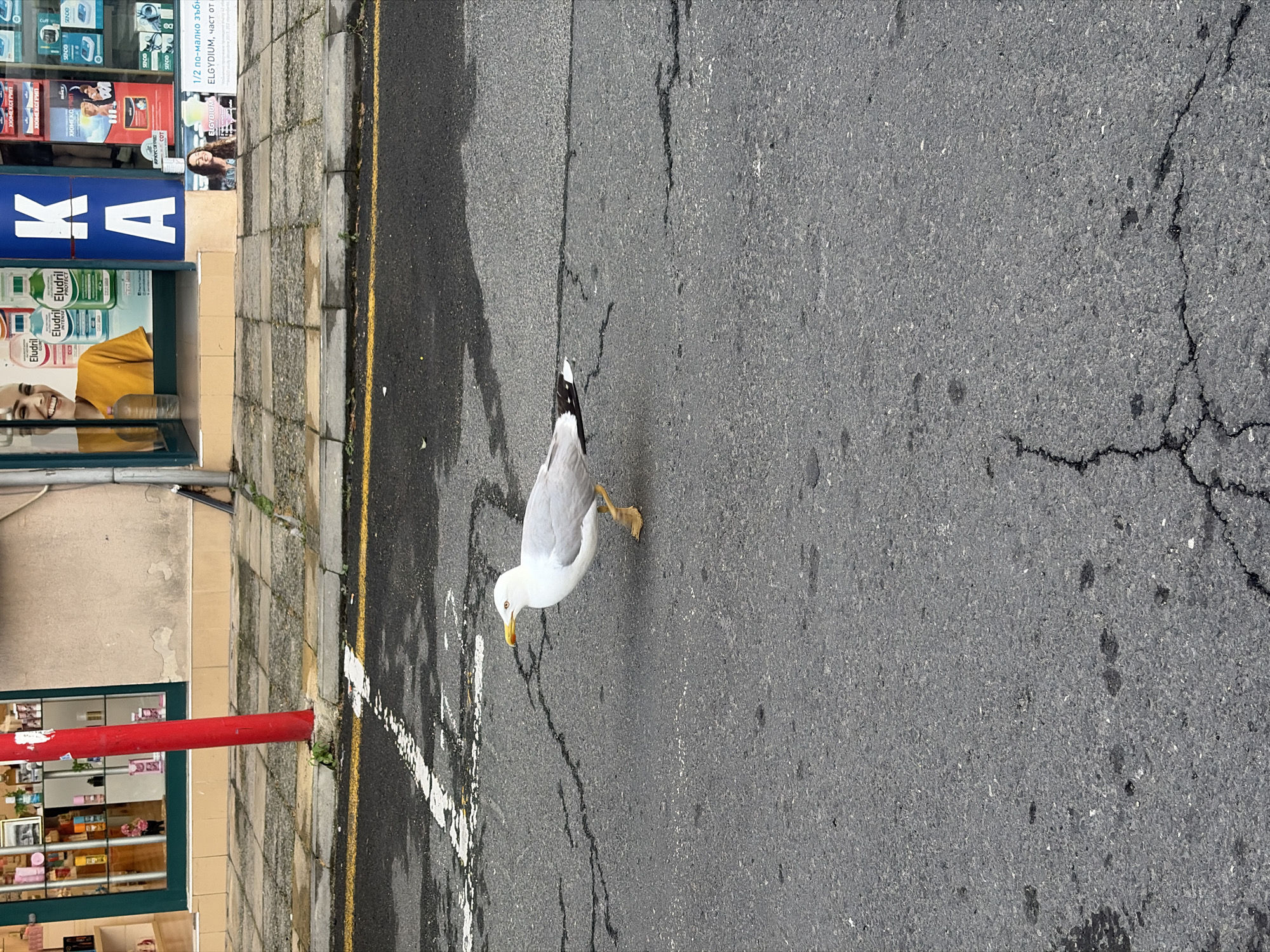 A medium shot captures a lone seagull walking on an asphalt road in Pomorie, Bulgaria. The gull is facing right, with its beak slightly open and its left leg extended forward. Its white and gray plumage is clearly visible, with black markings on its wingtips. The road is wet and cracked, with a white line marking indicating a crosswalk. In the background, a storefront with various products displayed is visible. The storefront features a large blue sign with white letters "K A" and a poster of a smiling woman. A red pole stands to the left of the storefront. The overall lighting suggests an overcast day.