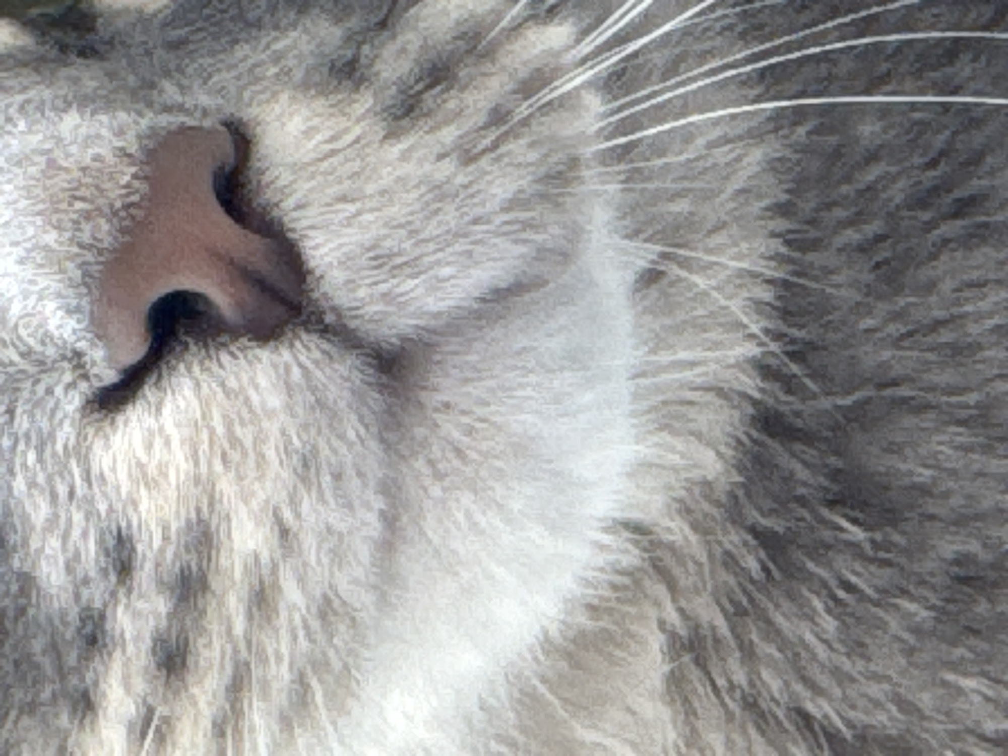 This close-up image presents a detailed view of a domestic cat's face, focusing primarily on its nose, muzzle, and whiskers. The cat's fur displays a soft, textured pattern of various shades of gray and white, suggesting a tabby or mackerel coat. In the center-left, the cat's nose is prominent, a light pinkish-brown color with visible nostrils and a slightly moist appearance. Soft, dense white and light gray fur surrounds the nose, while several long, distinct white whiskers extend from the muzzle towards the right side of the frame. The fur appears fluffy and well-groomed, with individual strands and subtle darker markings visible throughout. No specific activity is taking place; the cat appears to be still, possibly resting or sleeping. The lighting is soft and diffused, creating a gentle focus on the animal's features without harsh shadows. The scene is intimate, with no discernible background elements, location cues, or visible text. The image highlights the intricate details of the feline's facial anatomy and fur texture.