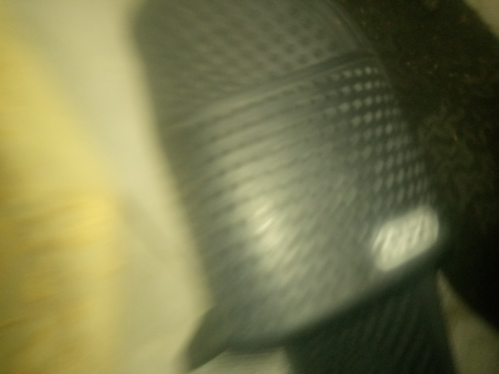 The image shows a close-up, blurred view of a black slip-on shoe with a textured surface. The shoe appears to be made of rubber or a similar material, with a pattern of small raised dots across its surface. There is a small, white oval logo or emblem visible on the side of the shoe, but the text within it is illegible due to the blurriness. The shoe is positioned on a surface that is partially illuminated by a yellow-toned light, suggesting it might be indoors under artificial lighting or near a light source. The background is dark and out of focus, with some greenish-brown tones visible. The overall impression is of a casual, possibly worn, shoe. The image does not provide any clear cues about the time of day, weather, or specific location beyond what can be inferred about the object itself. No people or clear activities are depicted.