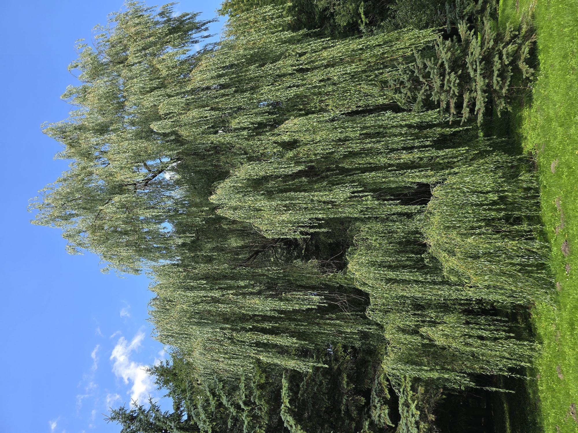 A large weeping willow tree with its branches cascading down dominates the center of the frame. The tree is situated in a park-like setting, with a lush green lawn in the foreground. Behind the willow, several evergreen trees, likely firs or spruces, provide a dark green contrast. The sky above is a clear, bright blue with a few wispy white clouds. The image appears to be taken on a sunny day, casting shadows on the grass. The location is identified as the park in Niasvizh, Belarus. There are no people or animals visible in the image. The overall impression is one of natural beauty and tranquility.
