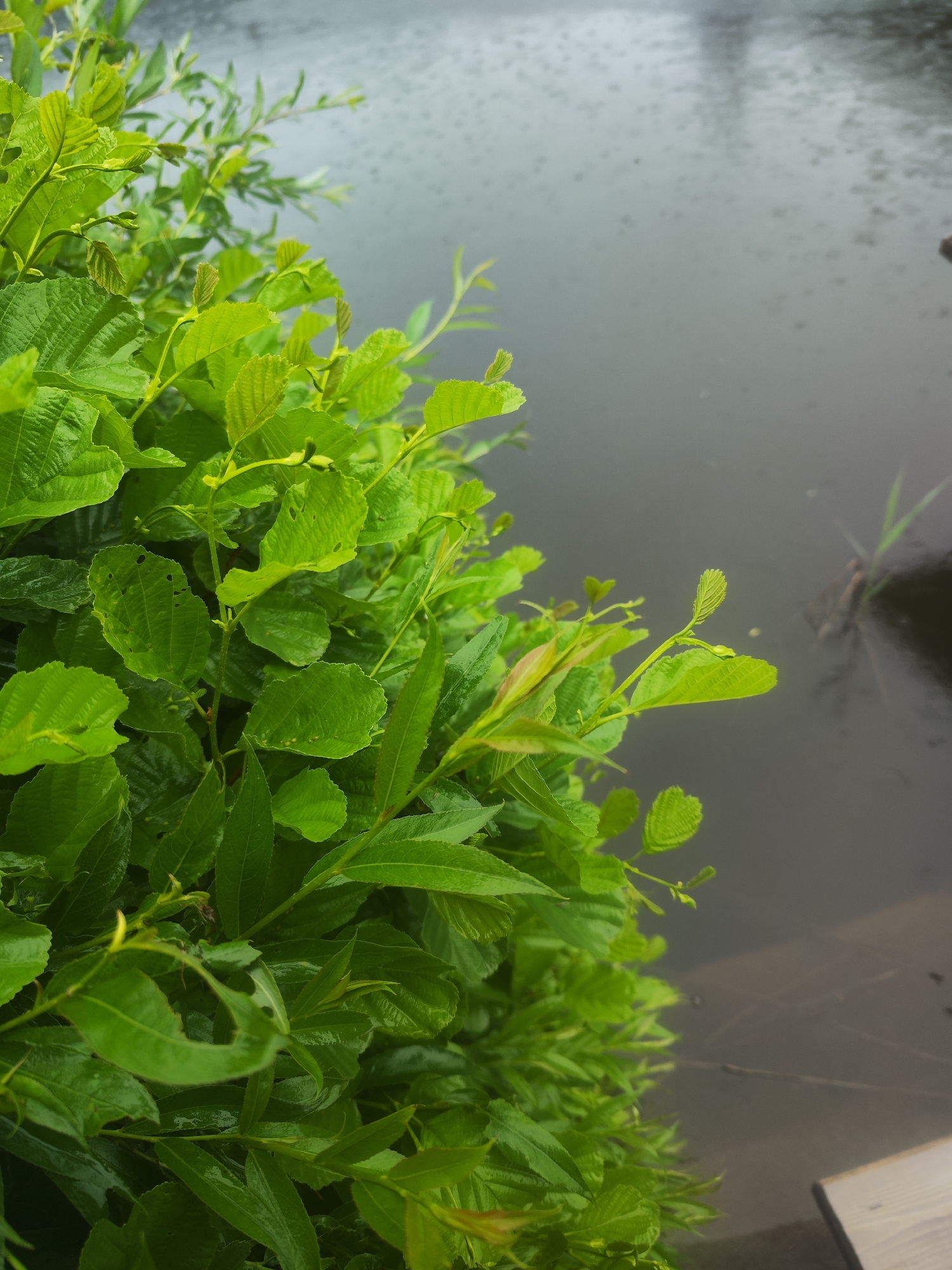 A verdant bush, bearing both broader and slender leaves of varying shades of green, partially obscures a body of water, likely a lake or a river. The surface of the water is dark and reflects an overcast sky. The rain creates a subtle pattern of small disturbances on the water's surface. One can discern some reeds or small plants growing sparsely in the water. A small section of what appears to be a wooden plank or dock is visible in the lower right corner of the picture. The location is implied to be Chaikovsky, Russia.