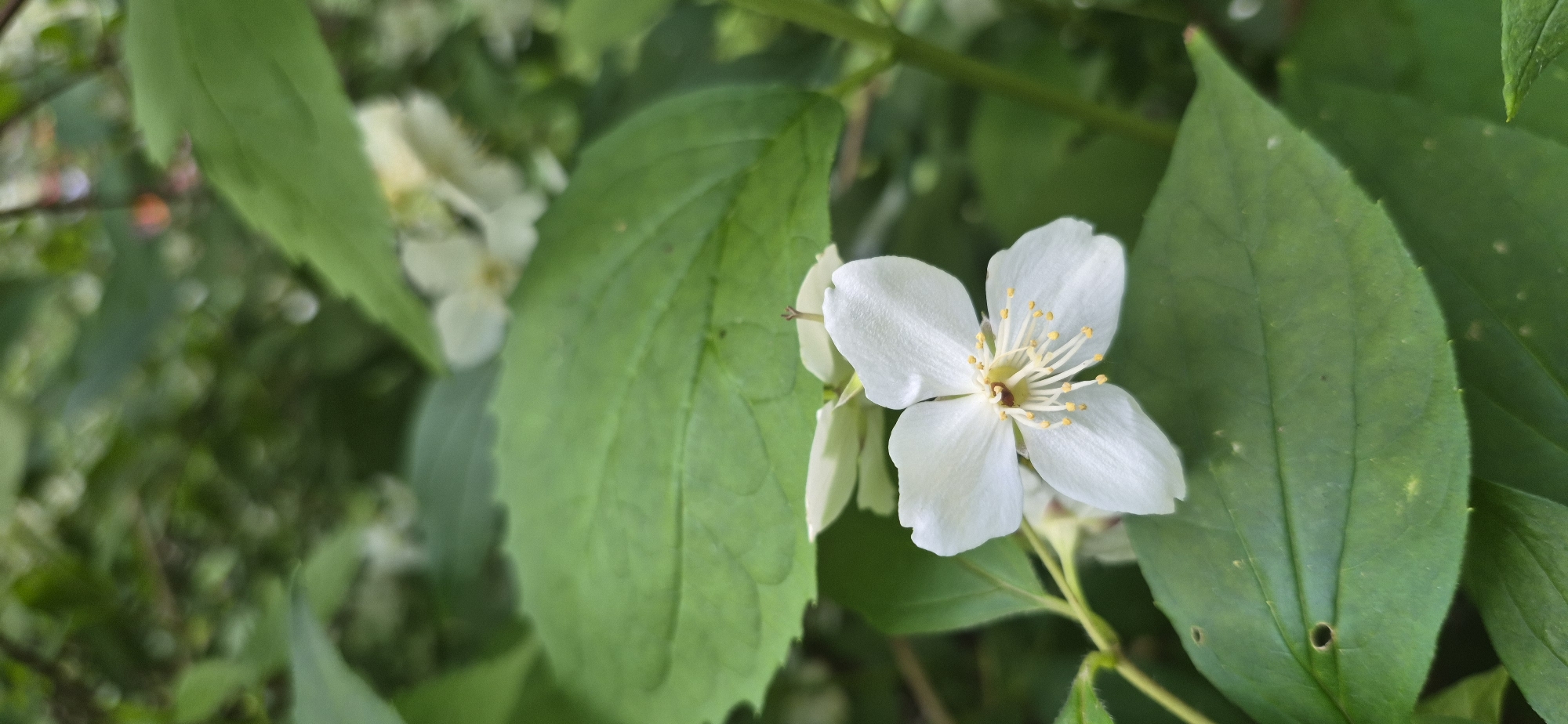 The image is a close-up, eye-level shot of a white jasmine flower with yellow stamens, blooming amidst green leaves and other white flowers in the background. The flower is in focus, showcasing its delicate petals and intricate center. The surrounding leaves are a vibrant green, with some showing signs of minor imperfections like small holes. The background is softly blurred, suggesting a garden or natural setting. The lighting appears to be natural daylight, possibly indicating a daytime scene. The overall mood is serene and natural. No people, visible text, or specific event are depicted. The image was taken in Suoranda, Russia.