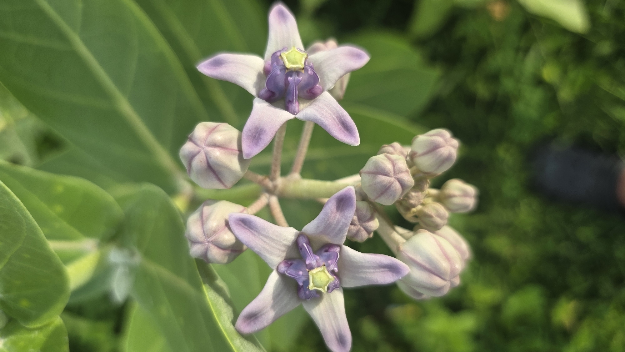 The image shows a close-up of a flowering plant, specifically two fully open flowers of the Crown flower (Calotropis gigantea), with several unopened buds surrounding them. The flowers have five pointed petals, transitioning from white at the base to light purple at the tips. The central structure of the flower is a complex, deep purple shape with a small yellow component. The plant has large green leaves. The background is a blurry mix of green vegetation.
While a precise location in Lhokseumawe, Indonesia cannot be determined from the image, the presence of Calotropis gigantea suggests a tropical or subtropical environment, which aligns with Lhokseumawe's climate.