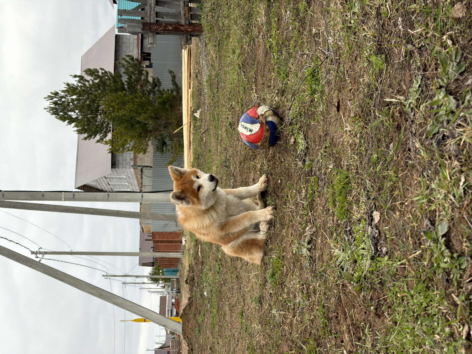 The original image, rotated 90 degrees clockwise, presents a scene featuring a dog, a ball, and a semi-urban or rural residential background under an overcast sky.
The main subject is a medium-sized, light brown and white dog, likely an Akita or similar breed puppy, sitting upright on a patch of sparse grass and dirt in the foreground. The dog is looking upwards and slightly to the right with a calm, observant expression. To the right of the dog, a worn and slightly deflated volleyball rests on the ground. The ball is multi-colored (red, white, and blue) and has the partial text "MINSA" visible on one of its panels, suggesting it is a Mikasa brand ball. The ground is a mix of dry brown grass, green weeds, and exposed soil.
In the mid-ground and background, a series of utility poles with overhead wires stretch into the distance, suggesting a road or pathway beyond the immediate grassy area. Various buildings, including residential structures with light-colored roofs and block or brick walls, are visible. Some structures appear to be under construction or are older, reflecting a practical aesthetic. A verdant tree or large bush stands behind the dog and ball, adding a touch of nature to the developed landscape.
The time of day is daytime, but the sky is uniformly overcast, casting soft, diffused light across the scene and indicating cloudy weather. The location cues, such as the type of housing and utility infrastructure, align with the provided context of Chaikovsky, Russia, depicting a characteristic residential environment.