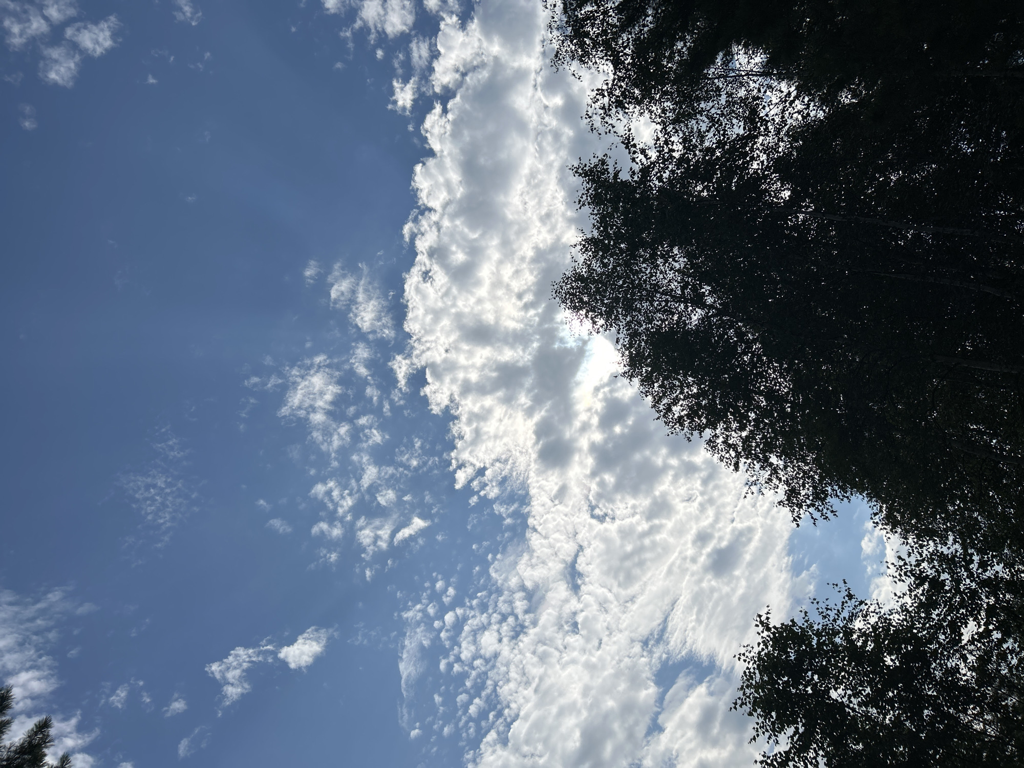 The image is an upward-facing shot of a sky filled with scattered white clouds against a bright blue background. Silhouetted tree branches and leaves are visible at the bottom of the frame, suggesting the photo was taken from beneath a canopy of trees. The lighting indicates it is daytime, possibly late afternoon or early morning, given the contrast between the sunlit clouds and the dark foliage. The scene depicts a natural outdoor environment, likely a forest or park area. No people or specific city landmarks are identifiable. The location is identified as Tolbazikha, Russia.