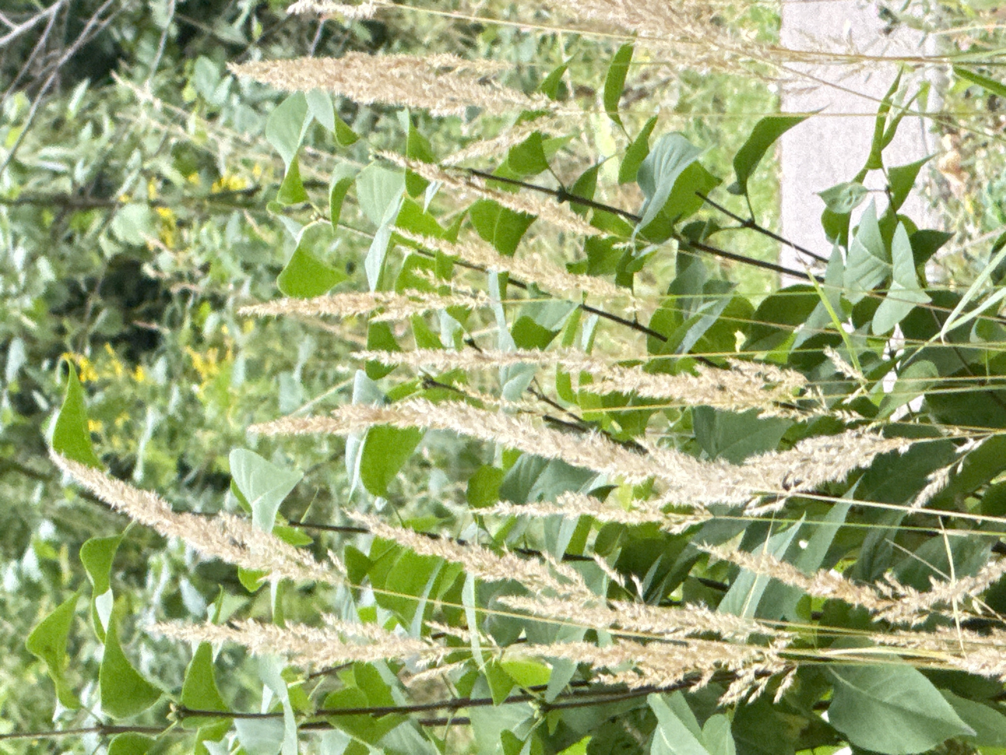 The image shows a close-up view of tall, dry grasses with feathery seed heads, interspersed with lush green leaves and stems. The background is a blur of green foliage and branches, with hints of lighter colors suggesting distant plants or possibly a path. The overall impression is of a natural, overgrown setting, possibly a park or garden in a temperate climate. There are no people or animals visible in the image. The image does not contain any specific visual cues that would allow for identification of a location within the city of Moscow, Russia.