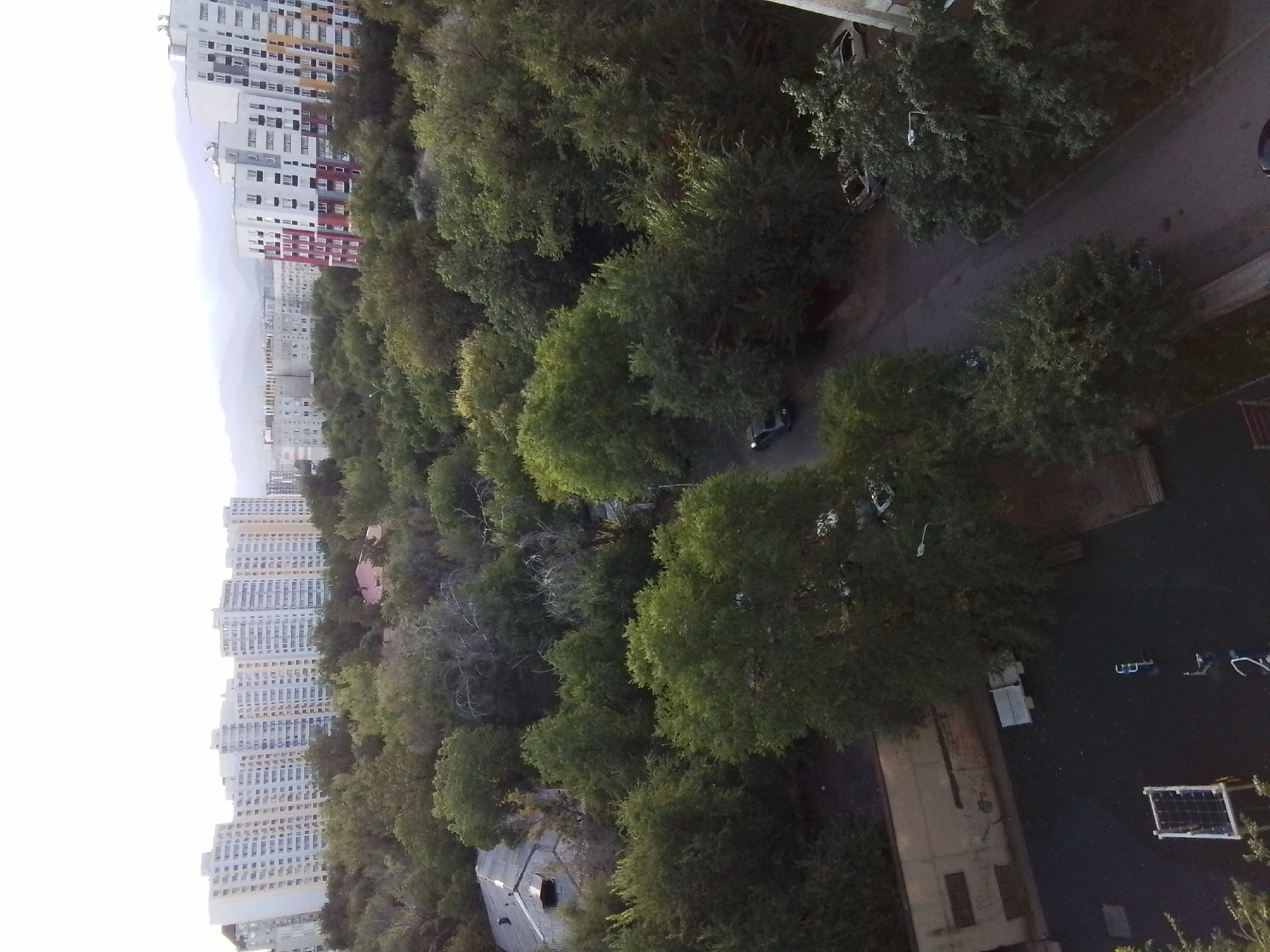 The image captures an aerial view of a residential area in Almaty, Kazakhstan. In the background, a series of multi-story apartment buildings dominate the skyline, interspersed with some construction. In the mid-ground, a dense canopy of green trees covers the landscape, obscuring much of the ground level. A few scattered buildings, including a structure with a corrugated metal roof and a small pink house, are visible within the trees. A paved road winds through the trees, with a dark-colored car driving on it. In the foreground, a paved area resembling a courtyard or playground is visible, with some benches and playground equipment. Another paved road with a few parked cars, one of which appears to be damaged, is also present. The overall scene suggests a mix of urban development and natural greenery within the city.