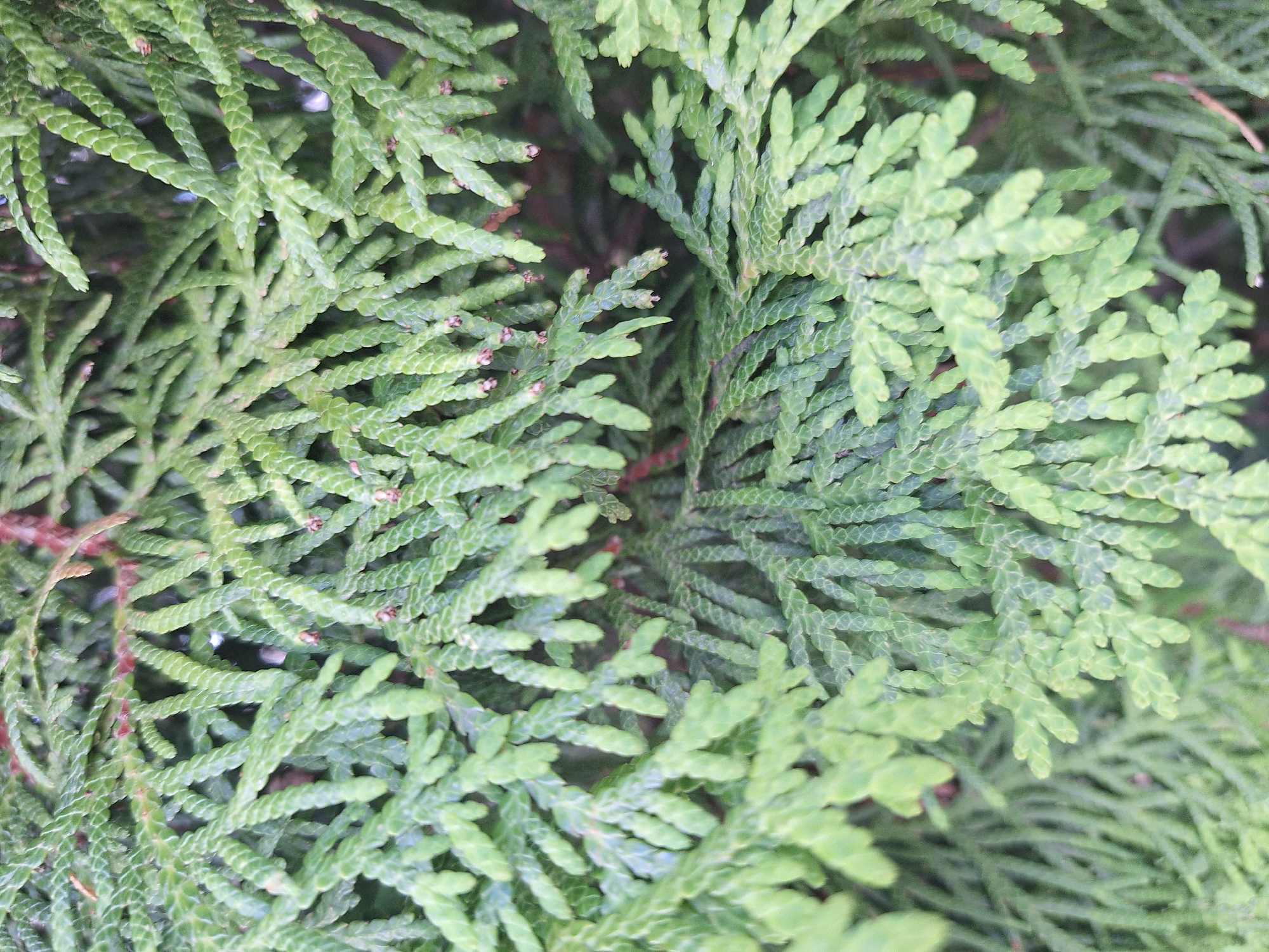 The image is a close-up, overhead shot of dense, green foliage from a coniferous tree, likely a cypress or cedar species. The branches are layered and textured, with small, scale-like leaves creating a feathery appearance. The lighting is even, suggesting an overcast day or shaded area. The background is a dark blur of more foliage, with hints of reddish-brown branches visible in some areas. There are no people, animals, or man-made objects in the frame. The location is identified as Блеўчыцкі сельскі Савет, Belarus.
