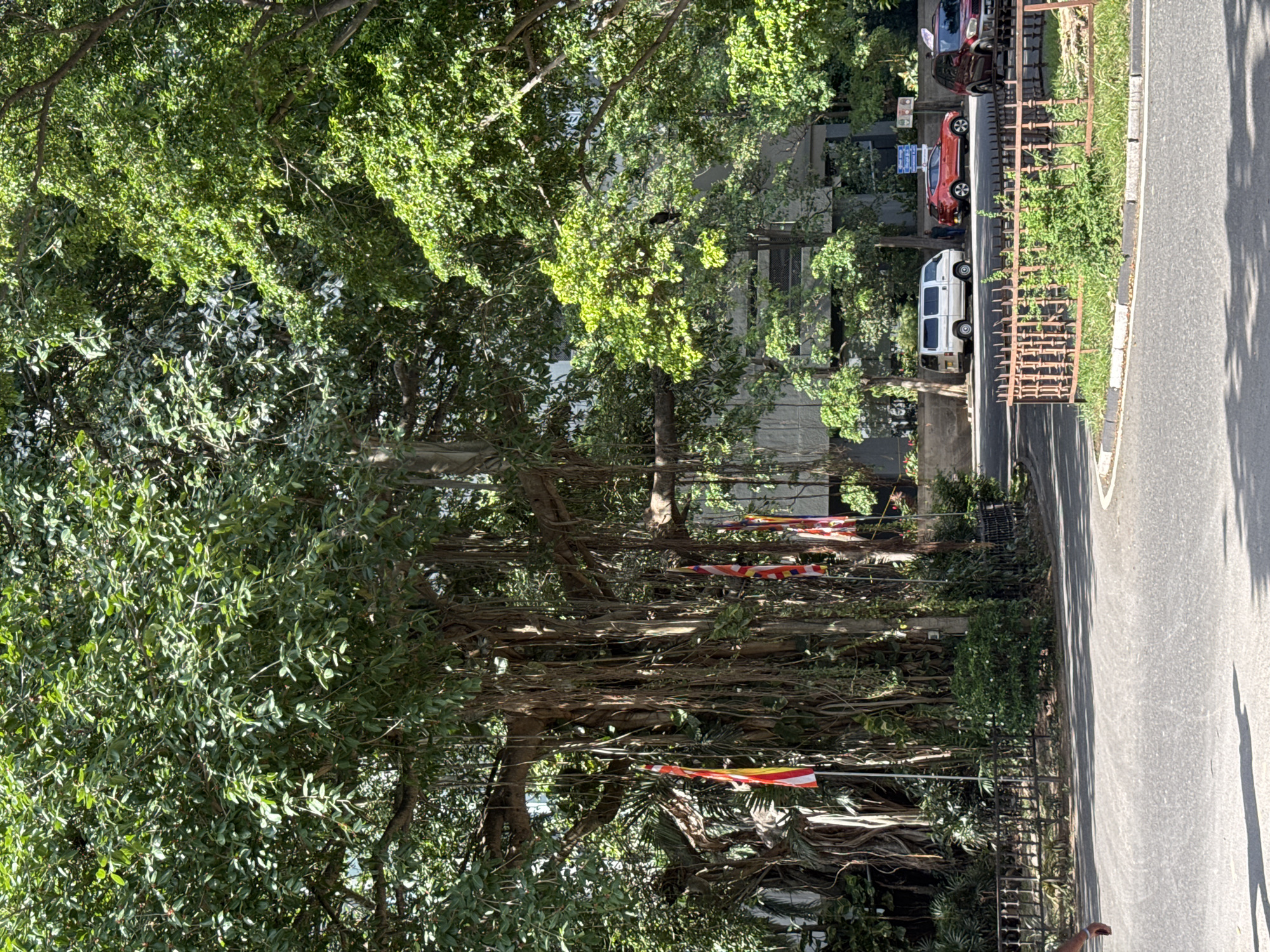 The image depicts a street scene in Colombo, Sri Lanka. A large tree dominates the left side of the frame, with its aerial roots hanging down. Buddhist prayer flags are strung among the roots. A road runs along the right side, with cars parked along it in the distance. A fence separates the road from the tree. The street appears to be in a residential area.