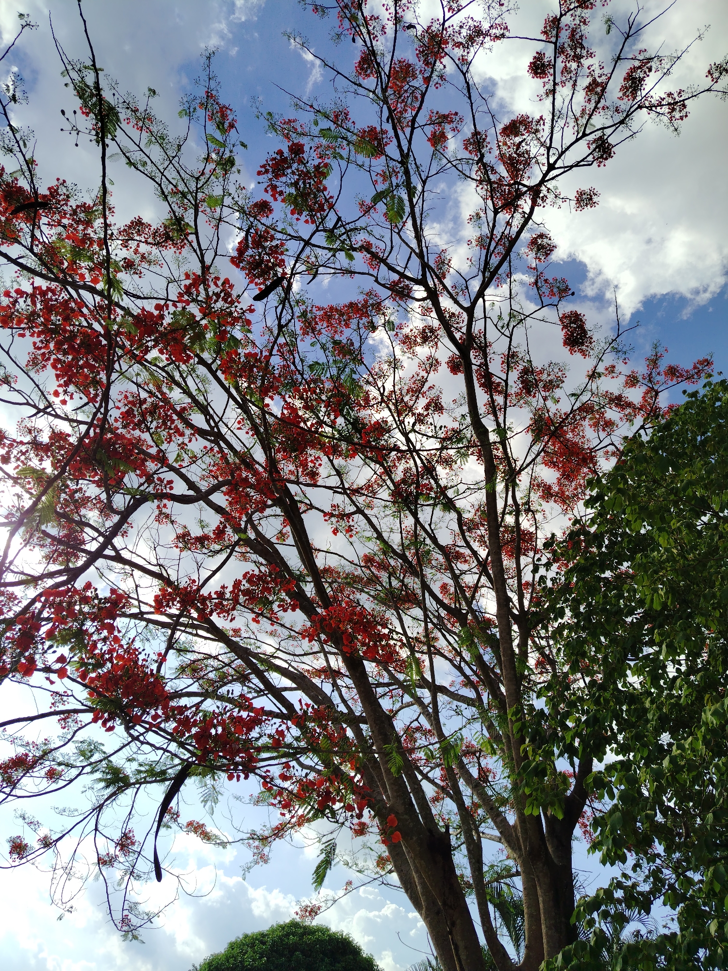 The image shows a view looking up into the branches of a tree with vibrant red flowers, set against a partly cloudy blue sky. The branches are mostly bare, save for clusters of red blossoms and sparse green leaves. Another tree with dense green foliage is visible on the right side of the frame. The presence of tropical trees suggests a location with a warm climate. No people or specific objects related to the city of Los Leoncitos, Venezuela, are discernible in the image.