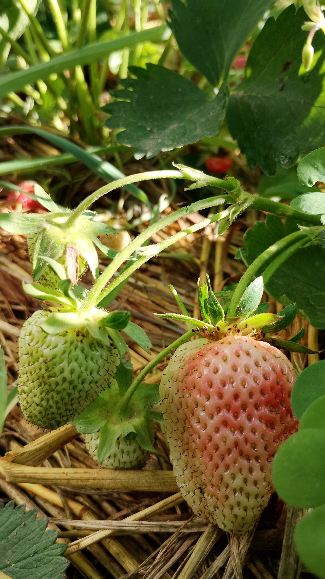 A close-up, eye-level shot captures a patch of strawberry plants growing on a bed of straw. Two strawberries are prominently featured: one on the left is a light green, unripe fruit, while the one on the right is partially ripe, exhibiting a blend of white and pink hues. Numerous small, dark seeds are visible on the surface of both fruits. The plants are situated in a natural outdoor environment, likely a garden or field. The background is a blur of green leaves and stalks, suggesting a dense growth of vegetation. The lighting is natural, with sunlight creating highlights and shadows on the strawberries and surrounding foliage. The image does not contain any people or visible man-made structures, therefore it cannot be definitively placed in Smolyan, Bulgaria.