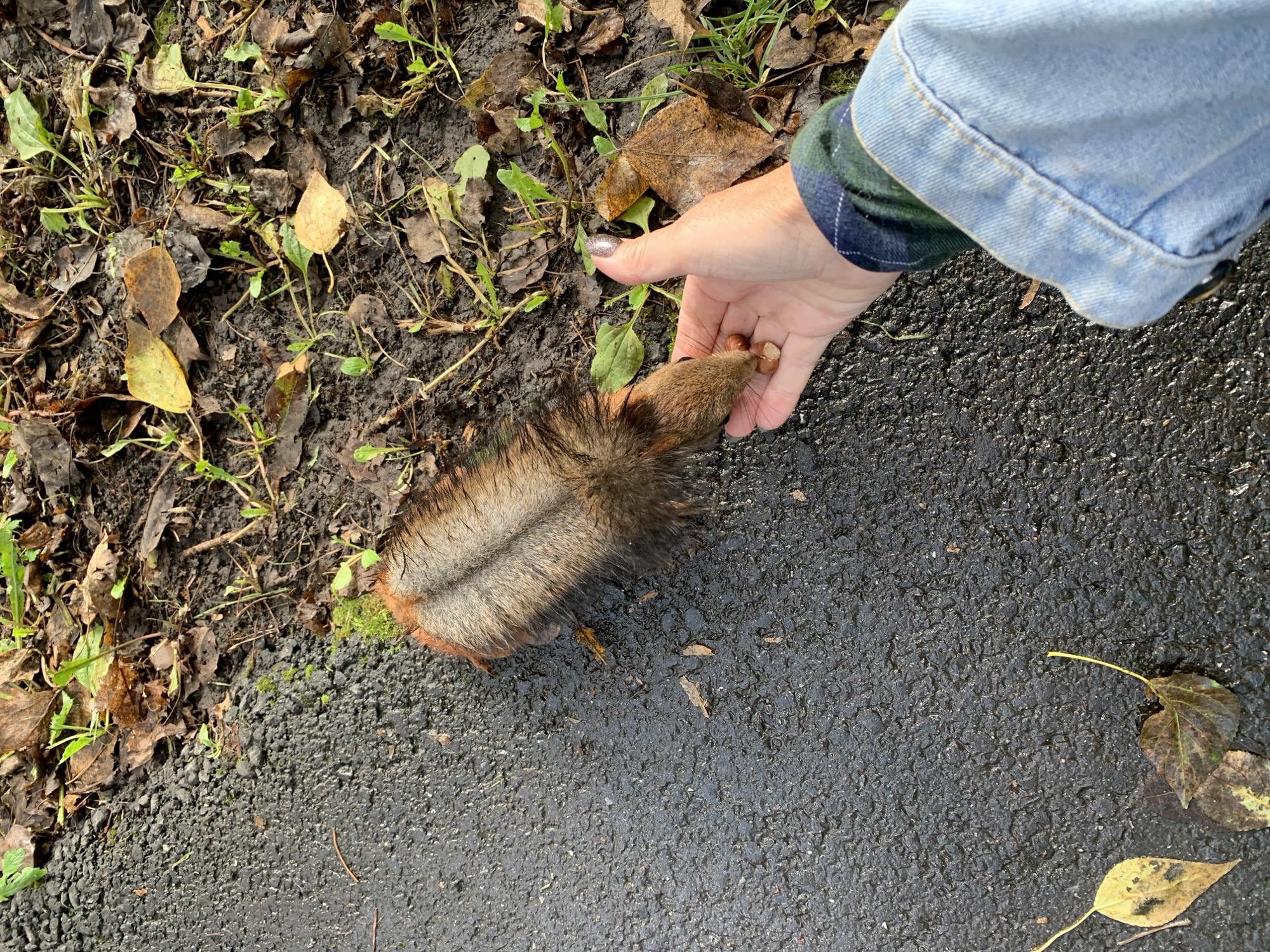 An overhead, close-up shot shows a person's hand holding nuts near a squirrel. The squirrel is lying on its side on a wet asphalt surface, with its back to the camera. Its fur is predominantly brown and gray. The person's hand, with a fingernail painted with silver glitter, is gently extending towards the squirrel. The squirrel's front paw is touching the person's palm. The background consists of a patch of damp soil with fallen leaves and some green sprouts. The overall environment appears to be an outdoor setting, possibly a park or a roadside in Prokopyevsk, Russia, given the presence of autumn foliage and the wet asphalt.