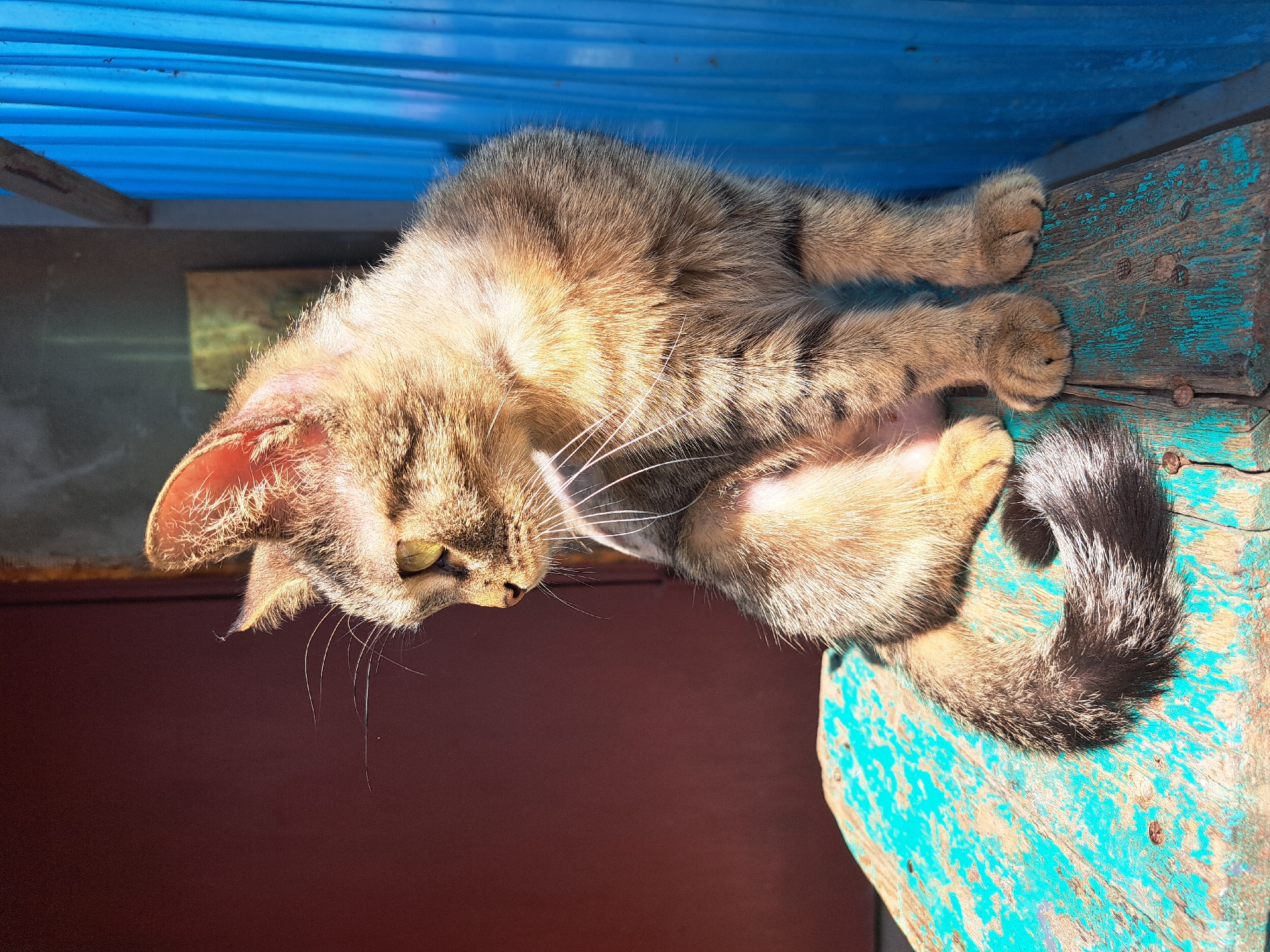 A medium shot shows a tabby cat sitting on a weathered, distressed turquoise wooden surface. The cat is facing left, with its head turned slightly to look downwards and away from the camera. Sunlight illuminates the cat's fur, highlighting its tabby markings and casting shadows. The cat has green eyes and prominent white whiskers. Its tail curls around its body. Behind the cat, to the left, is a dark reddish-brown surface, possibly a door or wall. To the right, a bright blue corrugated metal surface creates a stark contrast. The environment appears to be outdoors, possibly in a yard or alleyway, in Vypasne, Ukraine. The wooden surface the cat is sitting on is worn and appears to have exposed nails.