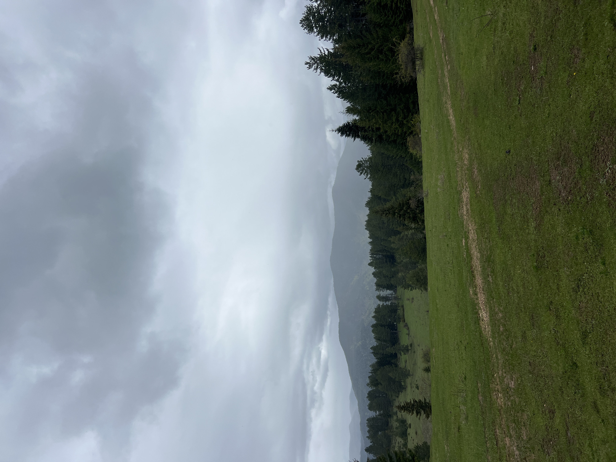 The image depicts a landscape view, likely taken on an overcast day, featuring a verdant grassy field in the foreground. The field is bordered by a dense line of coniferous trees that appear to rise up the side of a mountain, which is partially obscured by low-hanging clouds or fog. The overall scene evokes a sense of tranquility and isolation. Without further evidence, I cannot confirm the image was taken in Iagodina, Bulgaria.