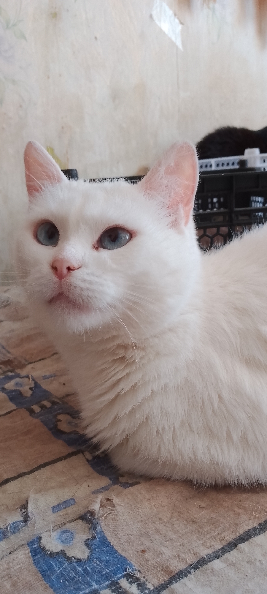 A close-up, eye-level shot features a white cat with striking blue eyes. The cat is looking upwards and to the left with its mouth slightly open, revealing a pink tongue. Its fur is short and white, with some lighter shading around the eyes and ears. The cat is resting on a patterned surface with geometric designs in brown, blue, and beige, which appears to be a rug or blanket. In the background, a black object with a grid pattern is visible, and a light-colored wall with subtle floral wallpaper can be seen. The scene is indoors, suggesting a domestic setting.