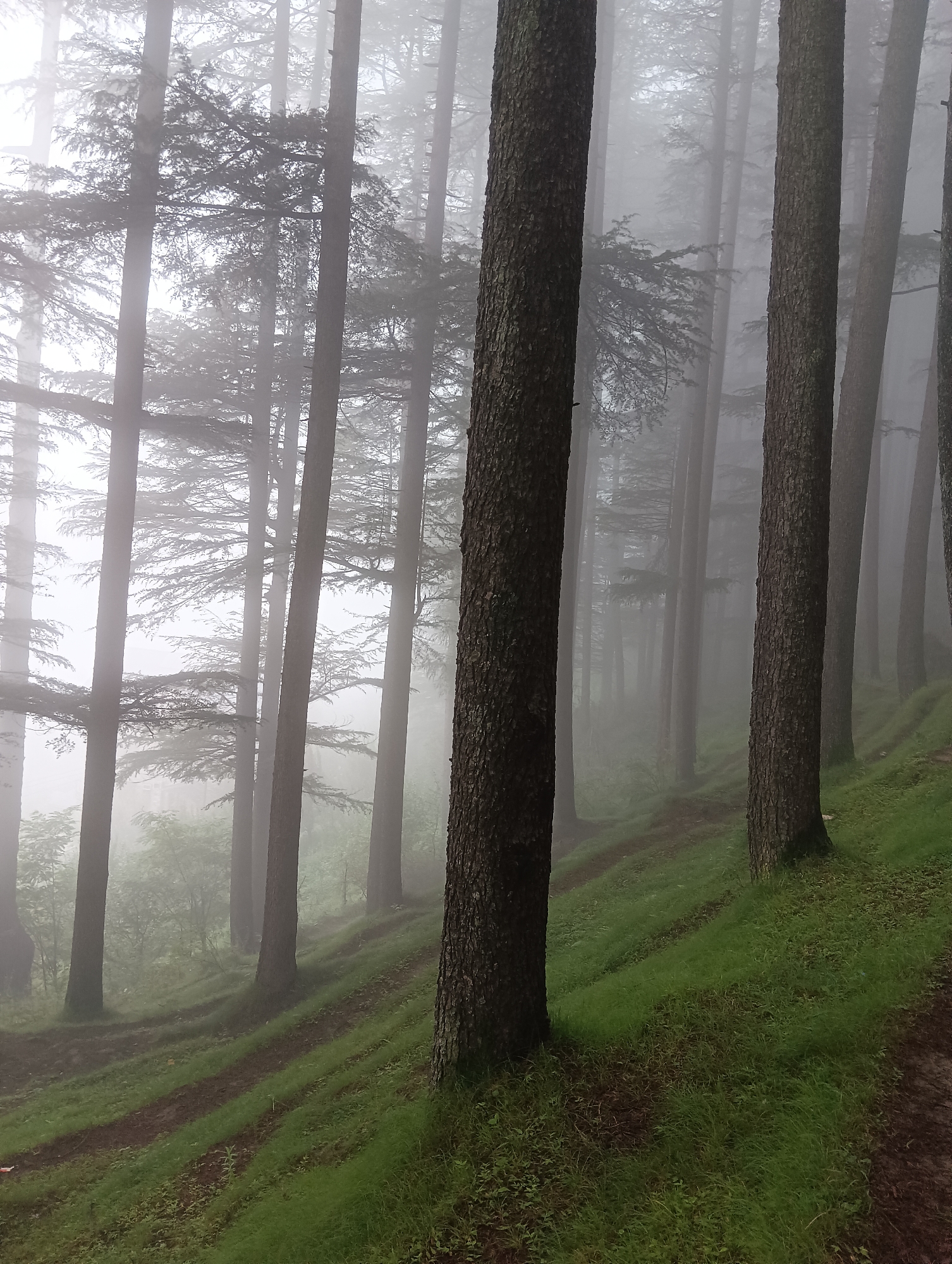 The image depicts a dense forest with tall trees, likely coniferous, shrouded in mist. The ground is covered in lush green grass, with a dirt path winding through it. The trees are spaced closely together, creating a sense of depth and enclosure. The overall atmosphere is serene and slightly mysterious due to the fog. The location is identified as Chhyal, India. There are no people or animals visible in the image. The scene is a natural landscape, untouched and tranquil.