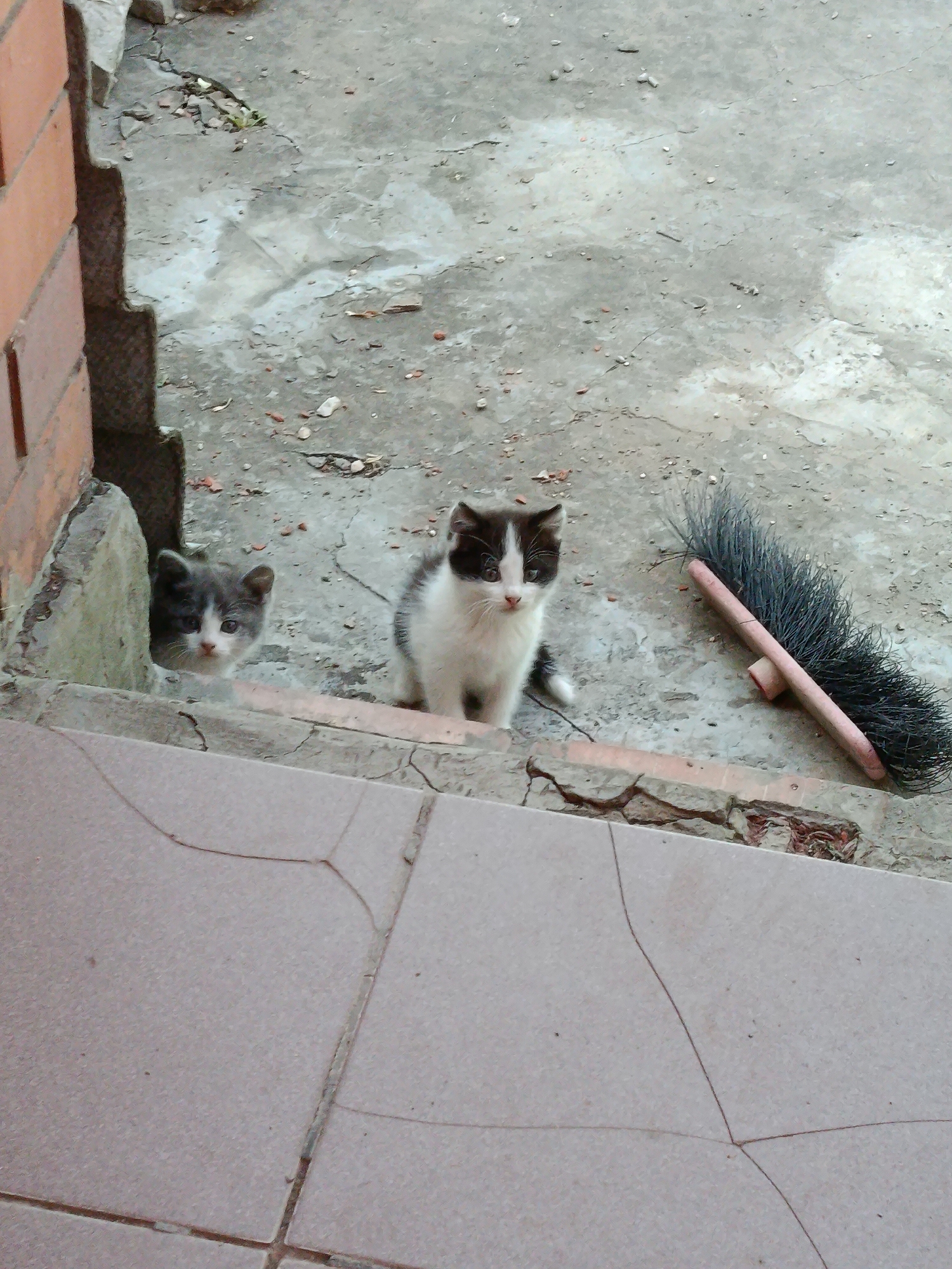 Two kittens are visible on a cracked concrete surface next to a brick wall. One kitten, predominantly gray and white, peeks out from behind a concrete ledge on the left. The second kitten, black and white, sits on the same ledge to the right of the first. A broom with dark bristles and a pink handle rests on the concrete near the kittens. The scene appears to be outdoors in an urban or semi-urban environment, possibly a backyard or alleyway. The overall impression is one of domesticity and vulnerability, with the kittens seeking shelter or observation from their surroundings.