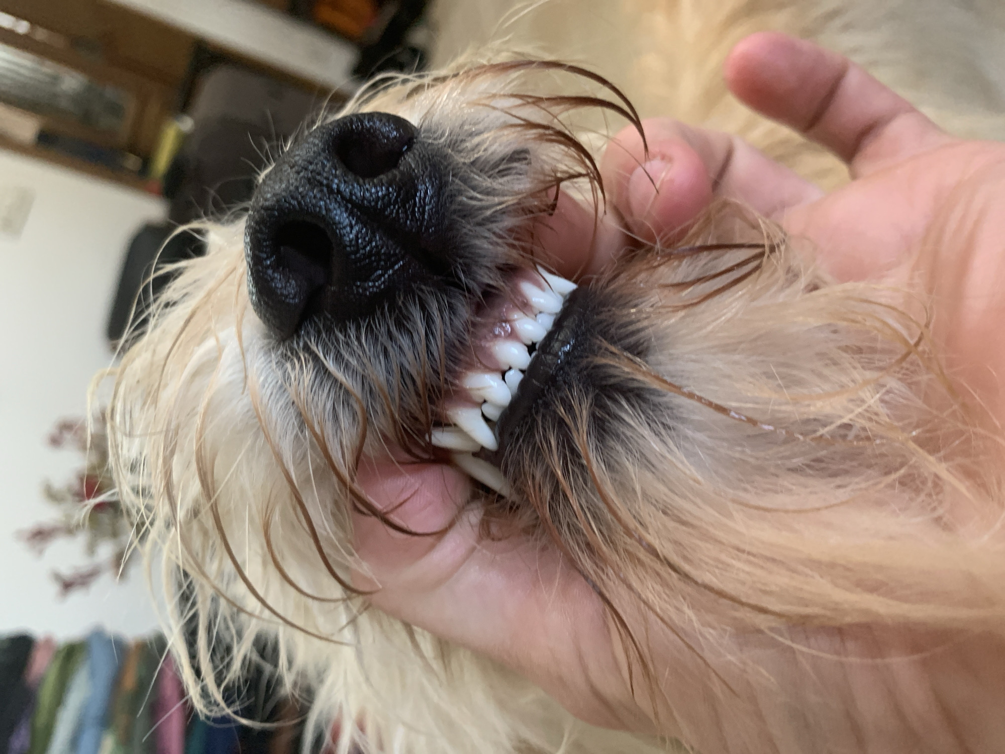 The image shows a close-up view of a dog's mouth being held open by a person's hand. The dog has a black nose, light brown and tan fur, and a set of clean, white teeth. The person's fingers are visible holding the dog's upper lip, revealing the canine and incisor teeth. The background is blurred and indistinct, suggesting an indoor setting. There is no information present in the image that would allow to pinpoint the location to Tel-Aviv, Israel, or any other specific place.