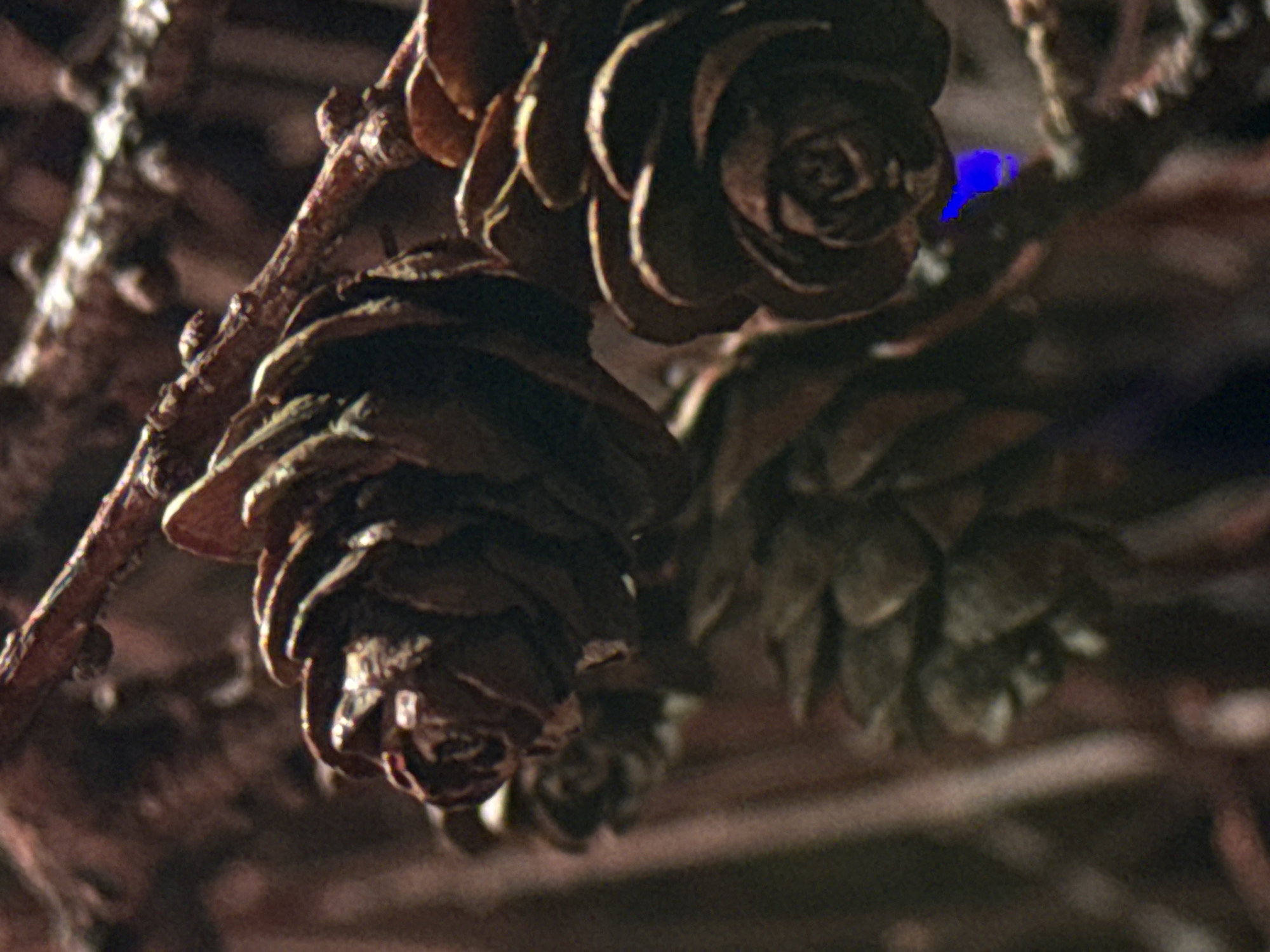 The image depicts three pine cones hanging from a branch. The cones are brown and arranged in a cluster, with one in sharp focus and two others blurred in the background. The branch is also brown and appears to be dry. The background is dark and out of focus. The location is Tyulyuk, Russia.