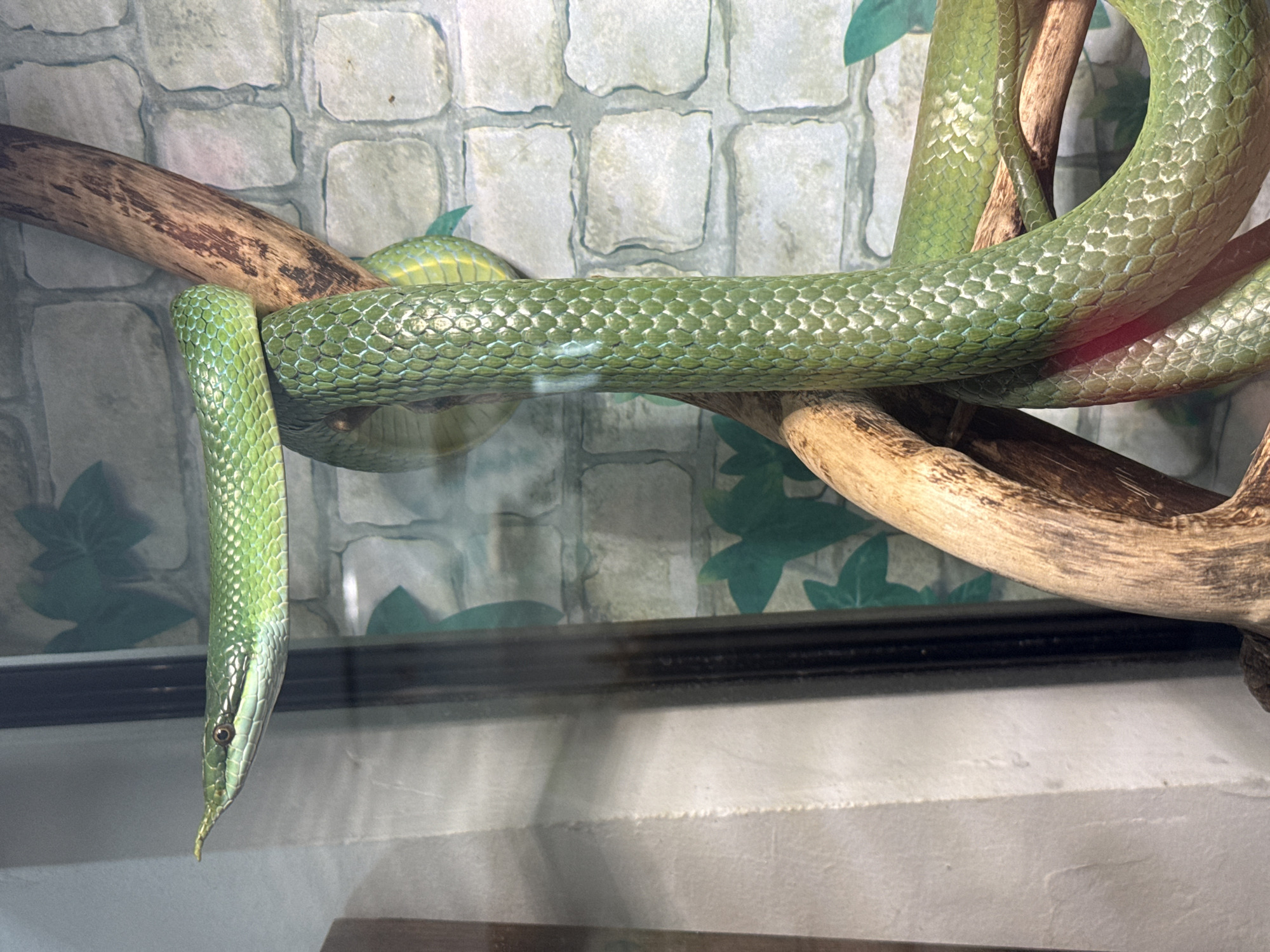 A bright green snake with a distinctive horn-like appendage on its snout is coiled around branches of a tree. The snake's body is long and slender, with visible scales. In the background, there is a wall made of grey stone blocks, and the overall environment suggests an enclosure, possibly a terrarium. The scene is illuminated, casting reflections on the glass. This image does not provide any information that would place it in the city of Каменка, Russia, or any other specific geographical location.