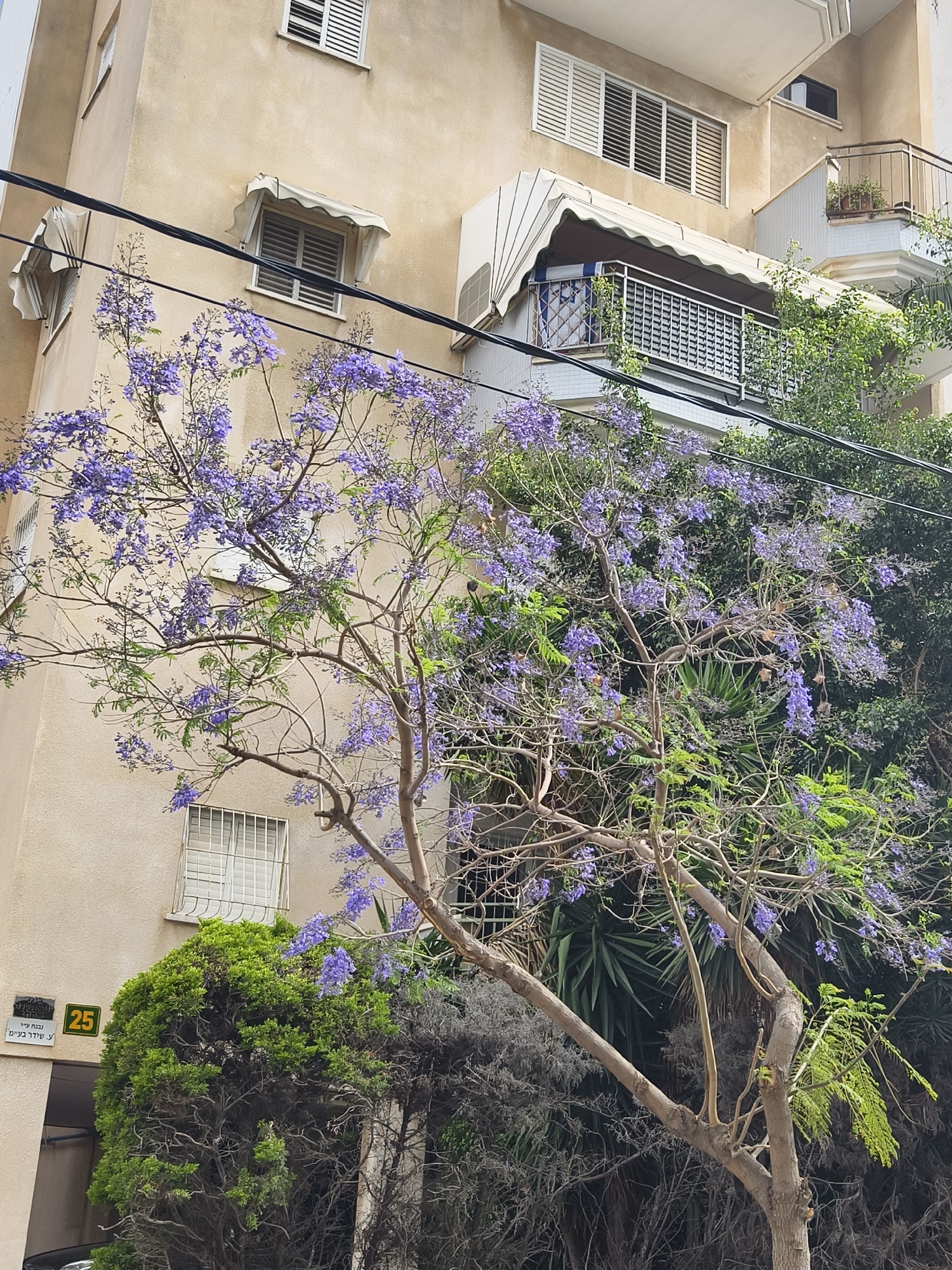 The image captures a multi-story building in Petah Tikva, Israel. The building's exterior is beige, with several windows featuring white shutters or awnings. A prominent feature is a jacaranda tree in full bloom, displaying vibrant purple flowers. The tree partially obscures the building's facade. Other greenery is visible, including shrubs and other trees, adding to the scene's natural elements. A street sign with the number 25 is affixed to the building. Overhead power lines crisscross the scene, contrasting with the natural and architectural elements.