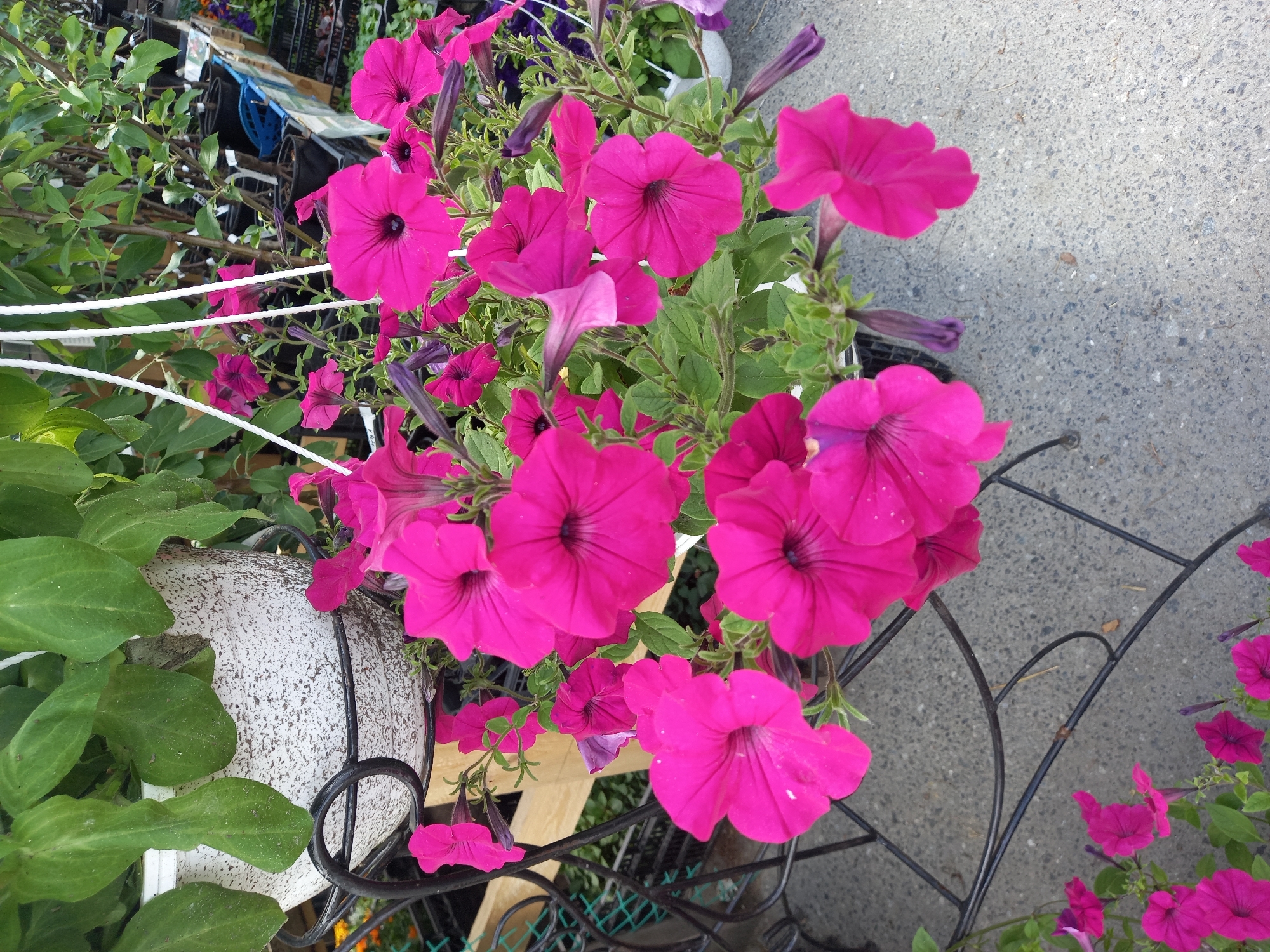 The image depicts a close-up view of vibrant pink petunias in a hanging planter. The flowers are the main subject, with their ruffled petals and deep throats clearly visible. They are set against a backdrop of green leaves and a textured white pot. The planter is suspended by white ropes, and part of a black metal stand is visible beneath it. In the background, there are other plants and pots, suggesting an outdoor setting, possibly a nursery or garden center. The ground appears to be asphalt or concrete. The scene does not contain any people or specific landmarks to indicate a particular location within Aramil, Russia.