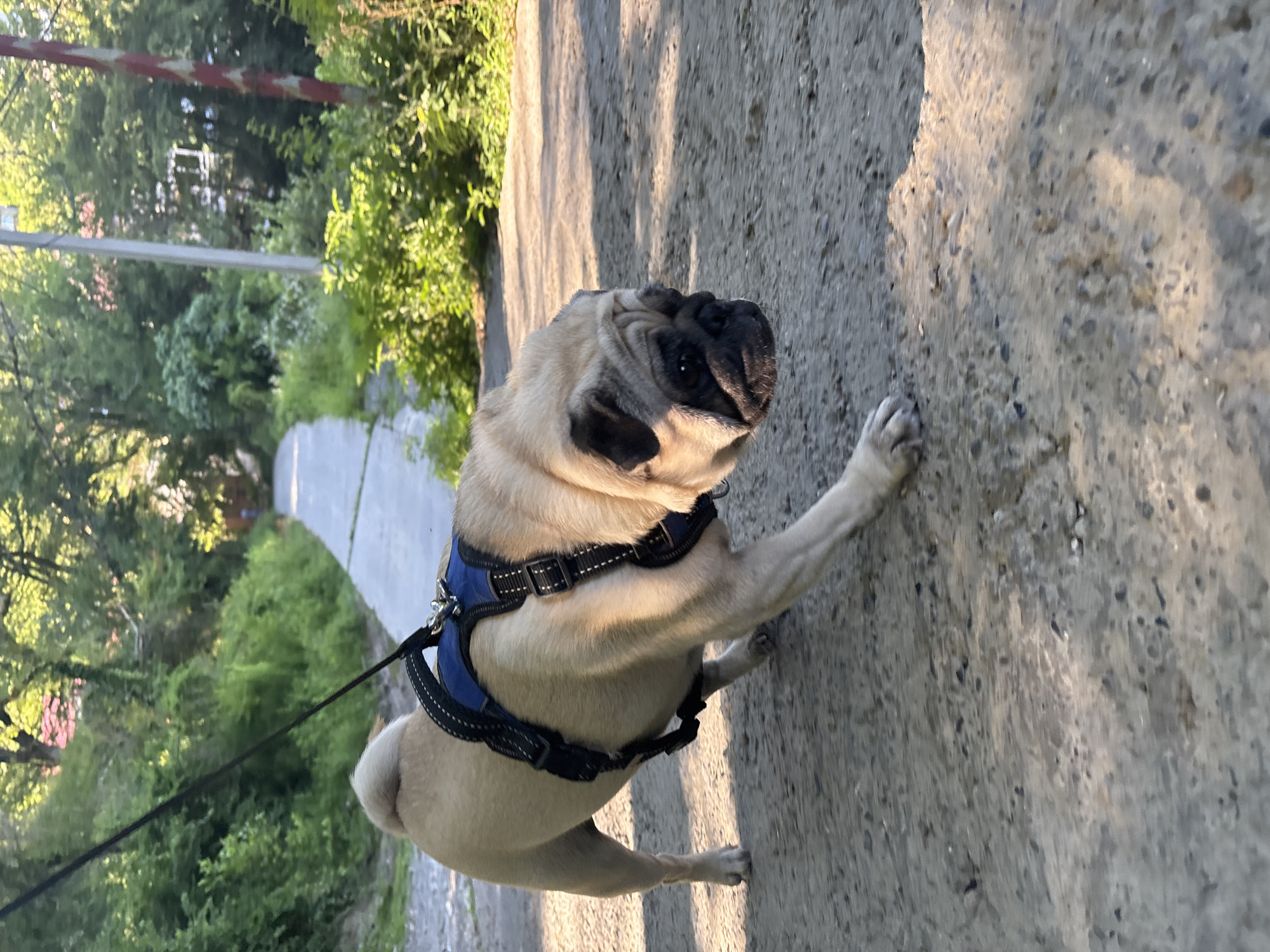 A fawn-colored pug dog is walking on a paved path outdoors. The dog is wearing a blue and black harness. The path is surrounded by lush green trees and foliage. In the background, there is a gentle upward slope with more greenery and some visible structures, possibly houses. The lighting suggests it is daytime, with shadows cast on the path. The scene appears to be a park or a residential area with natural surroundings. The image was taken in Sochi, Russia.