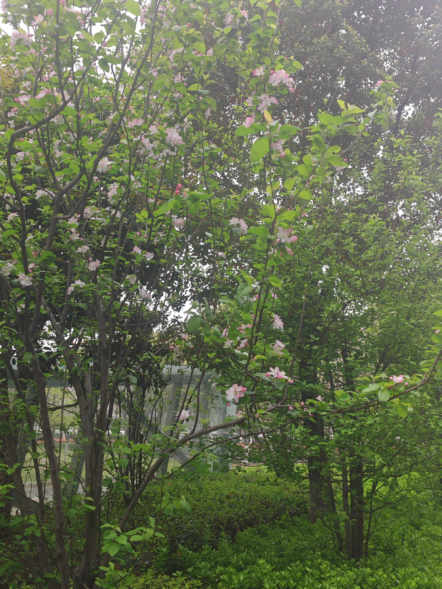 The image shows a park-like scene in Jiangning District, China. Lush greenery dominates the view, featuring various trees and shrubs. Some trees are adorned with light pink blossoms. The sky is overcast. A section of a building or structure can be seen in the background.