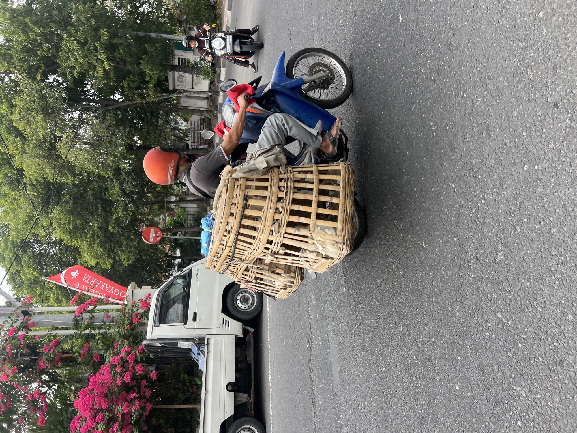 In Yogyakarta, Indonesia, a man wearing an orange helmet and a gray shirt rides a blue motorcycle. He is transporting two large, cylindrical, woven bamboo cages attached to the back of his motorcycle, which appear to contain chickens. The cages are stacked vertically, with the bottom cage slightly ahead of the top one. He is wearing gray pants and sandals. Behind him, a woman wearing a brown jacket and a helmet rides a scooter. In the background, a white truck is parked. A red and white flag with Indonesian text and a lotus flower motif hangs on a pole next to pink bougainvillea flowers. The scene takes place on an asphalt road on a cloudy day, with lush green trees lining the street.