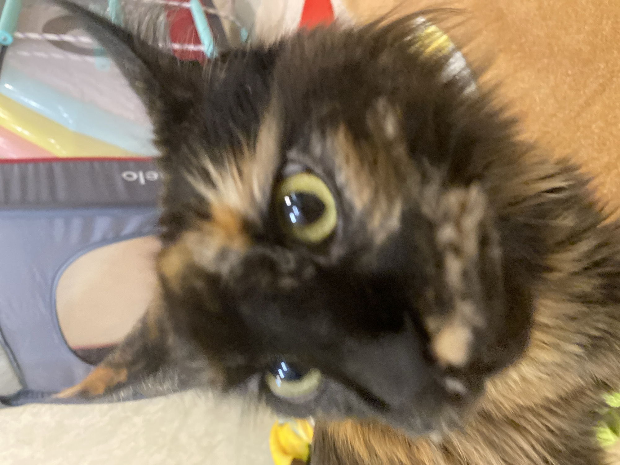 The image is a close-up, low-angle shot of a tortoiseshell cat's face. The cat is looking directly at the camera with large, bright green eyes. The fur is a mix of black, orange, and brown. The background is out of focus and appears to be indoors, with hints of colorful objects and fabric. There are no people visible in the image. The location in the city of Tyumen, Russia, is not discernible from the image.