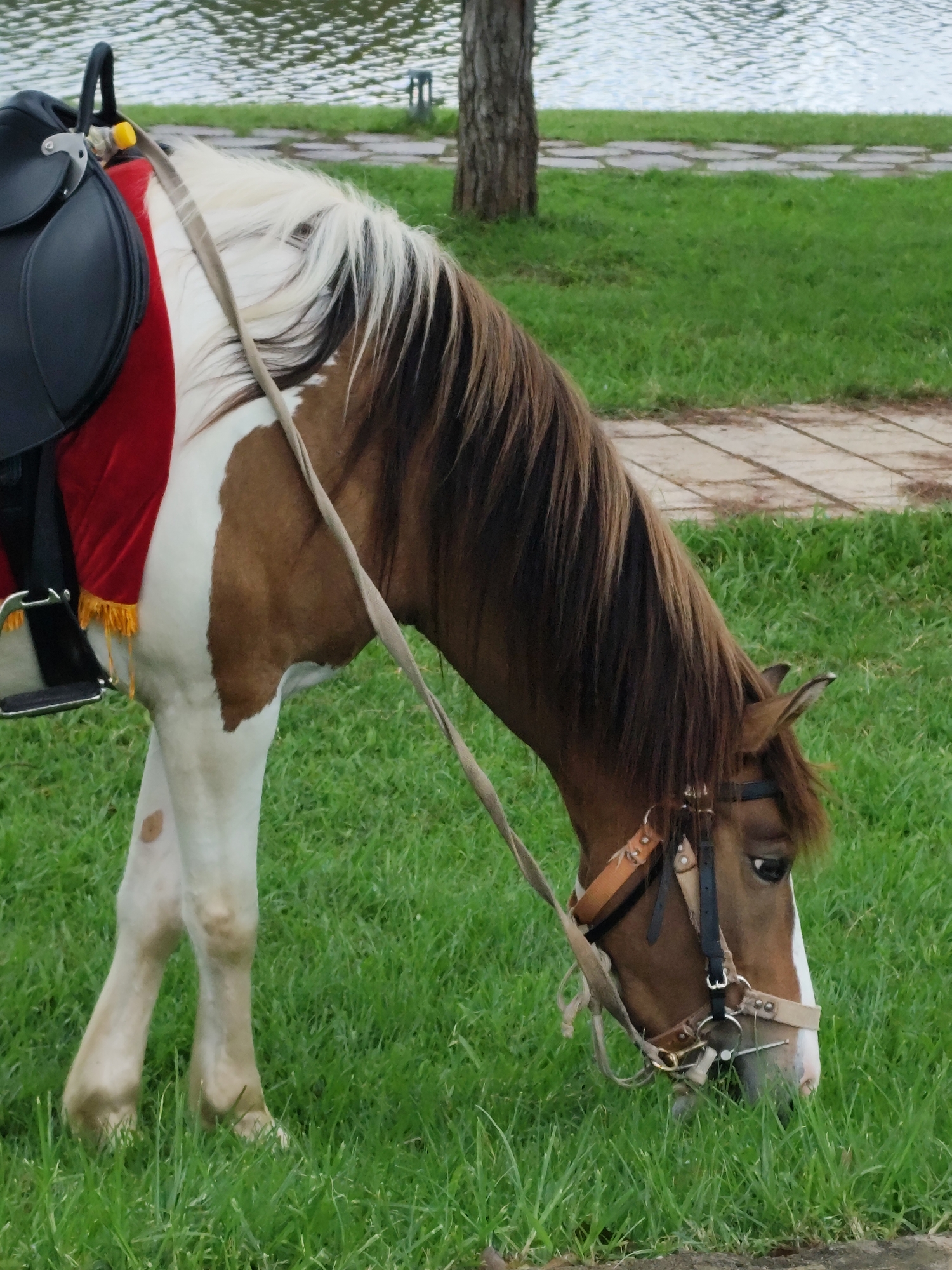 A brown and white horse with a saddle is grazing on a grassy field next to a body of water. The horse has a bridle and reins. The background includes a paved path and a tree. The scene appears to be in a park or recreational area.