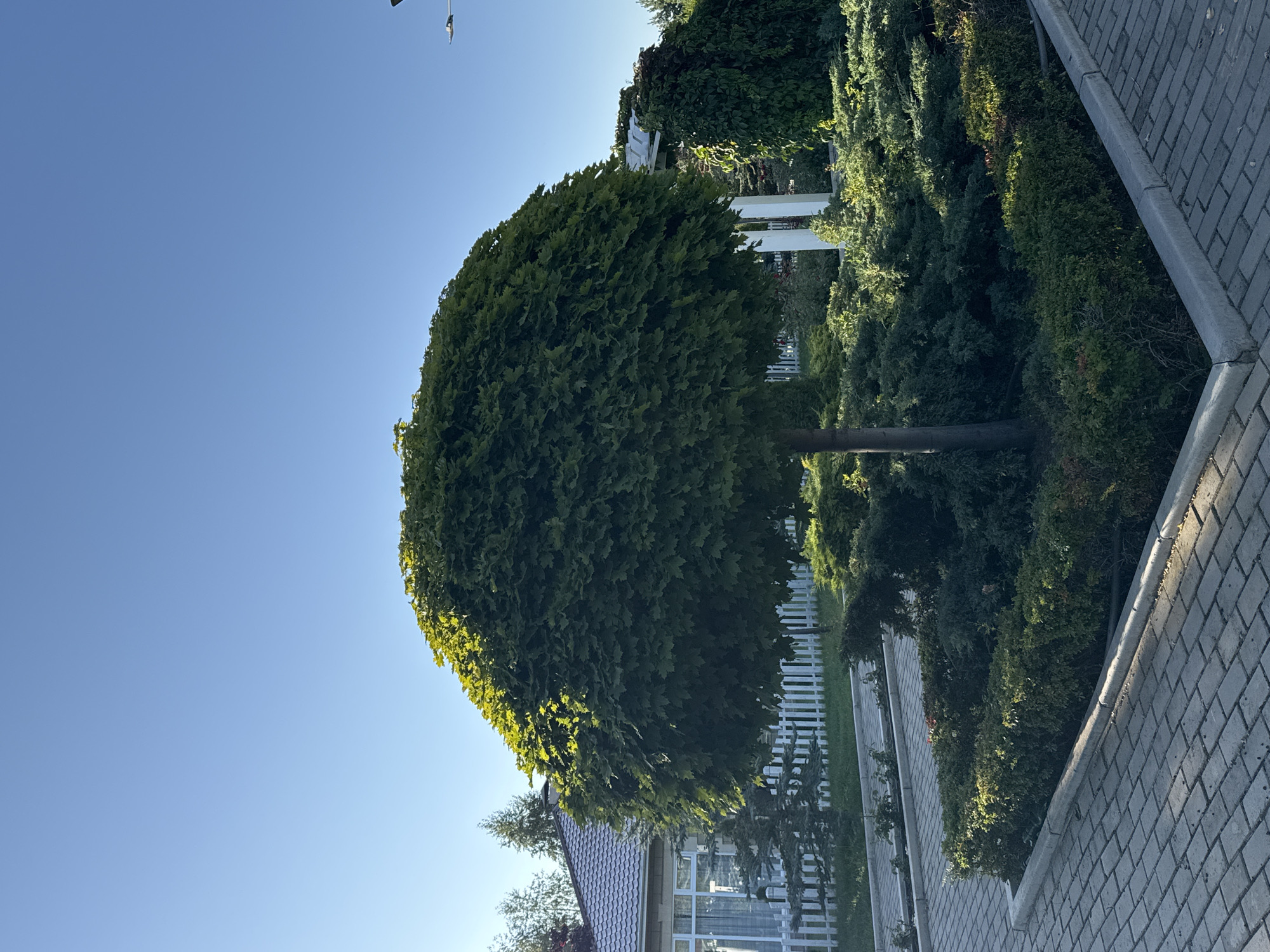 The image depicts a meticulously landscaped garden area with a prominent, rounded tree as the central focus. The tree is lush green and appears to be pruned into a spherical shape. It is surrounded by various shrubs and smaller evergreen plants, all neatly maintained. In the background, a white picket fence separates the garden from a building with a grey, tiled roof and windows. To the right of the main tree, a white gazebo-like structure is partially visible, draped with ivy. The ground in the foreground is paved with grey interlocking bricks, forming a pathway or patio. The sky is a clear, bright blue, suggesting fair weather. The scene is consistent with a well-kept residential property or a public garden in a temperate climate. Based on the provided context, this scene is located in the city of Sary-Oy, Kyrgyzstan.