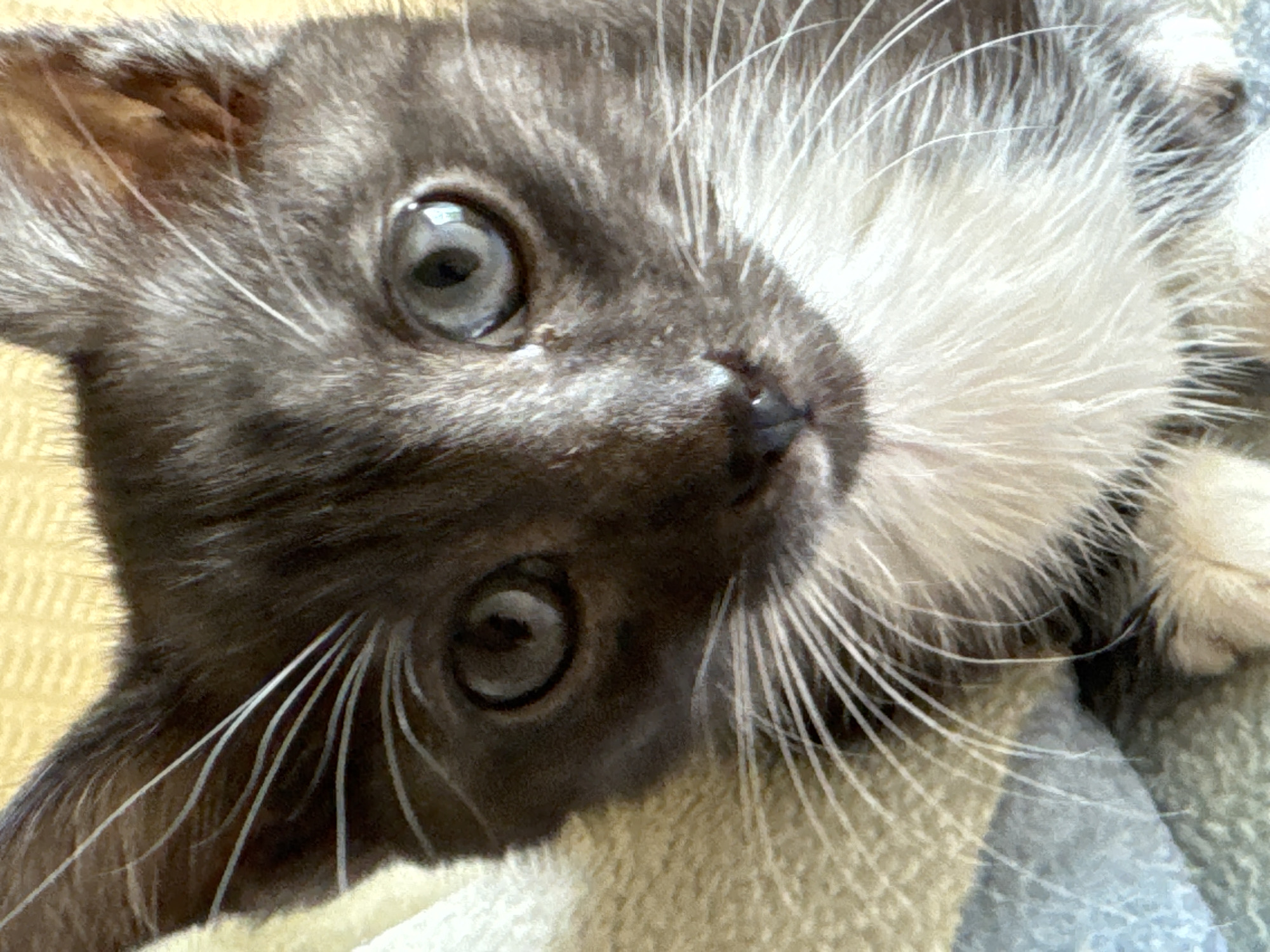 A close-up, eye-level, headshot of a young black and white kitten is captured. The kitten's large, grey eyes are wide open and looking directly at the camera, with distinct pupils. Its dark fur is contrasted by a white patch on its chest and chin, and prominent white whiskers extend outwards. The background is a softly focused, textured surface, appearing to be a blanket or cushion, with a muted yellow hue. The lighting is natural, casting gentle shadows and highlighting the kitten's features. There are no other subjects, objects, or indications of a specific urban environment present in the image. The image does not contain any information or visual cues that would allow for the determination of its location in Zaokskiy, Russia.