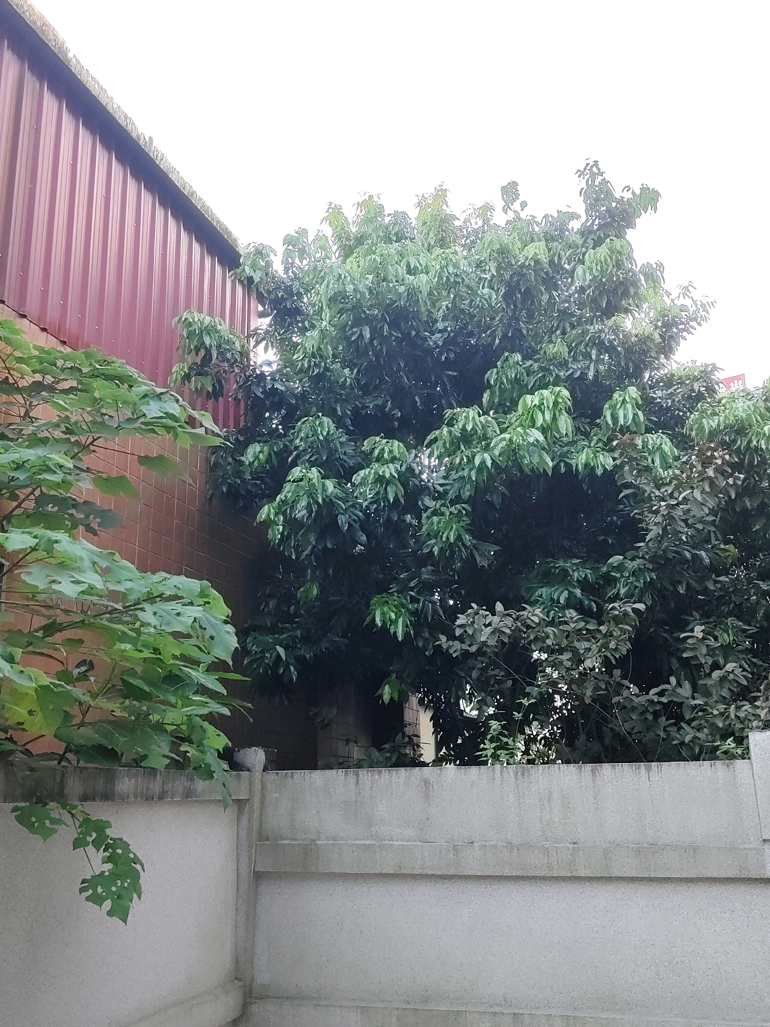 An outdoor scene in New Taipei City, Taiwan, features a reddish-brown corrugated metal building on the left, adjacent to a light brown tiled wall. In front of these structures, a grey concrete wall with horizontal indentations runs across the foreground. To the left of the concrete wall, a leafy green plant with broad, lobed leaves extends into the frame, its branches hanging low. Behind this plant and to the right, a large, dense tree with dark green foliage dominates the center and right side of the image, its branches reaching upwards. The sky above is overcast and bright white.