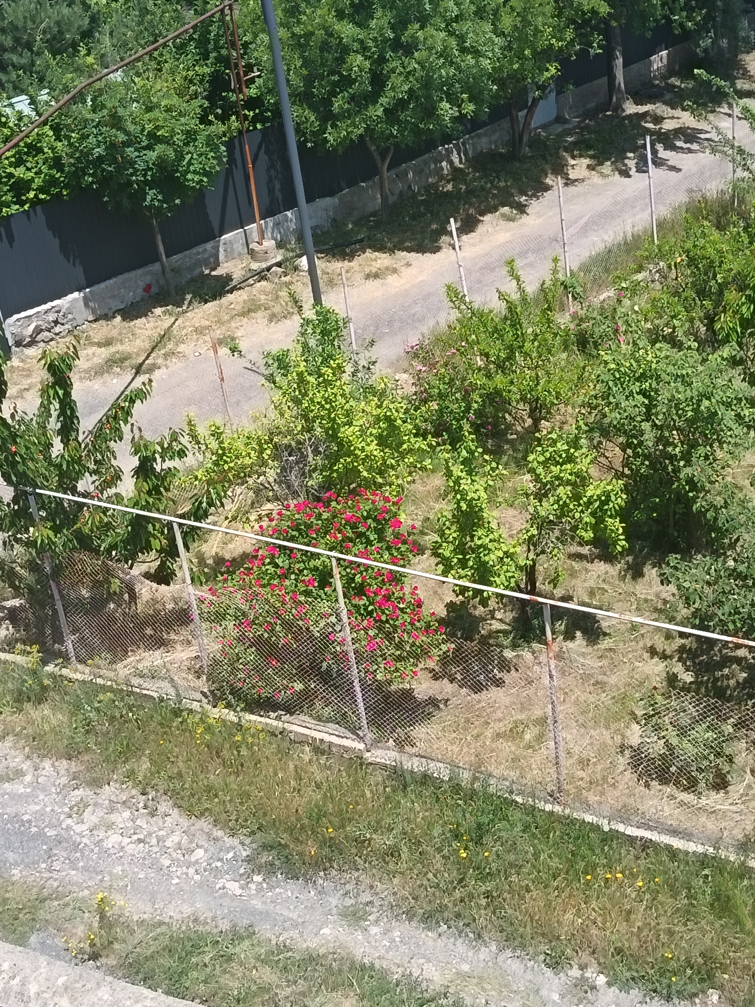 The image depicts an outdoor scene with a focus on a fenced-off area containing vegetation. The foreground shows a rough, gravelly path with some dry grass and scattered yellow wildflowers. Beyond this path is a wire mesh fence. Inside the fenced area, there is a dense bush with numerous bright pink flowers, possibly roses. To the left and behind the pink flowers are trees with green leaves and some smaller orange fruits, suggesting they may be fruit trees. Further back, beyond another fence, is a dirt road or pathway. In the background, there are more trees and a dark fence line. A tall, thin metal pole with a weight attached to a cable is visible near the center of the image, likely part of a clothesline or similar apparatus. The overall environment appears to be a backyard or garden area.