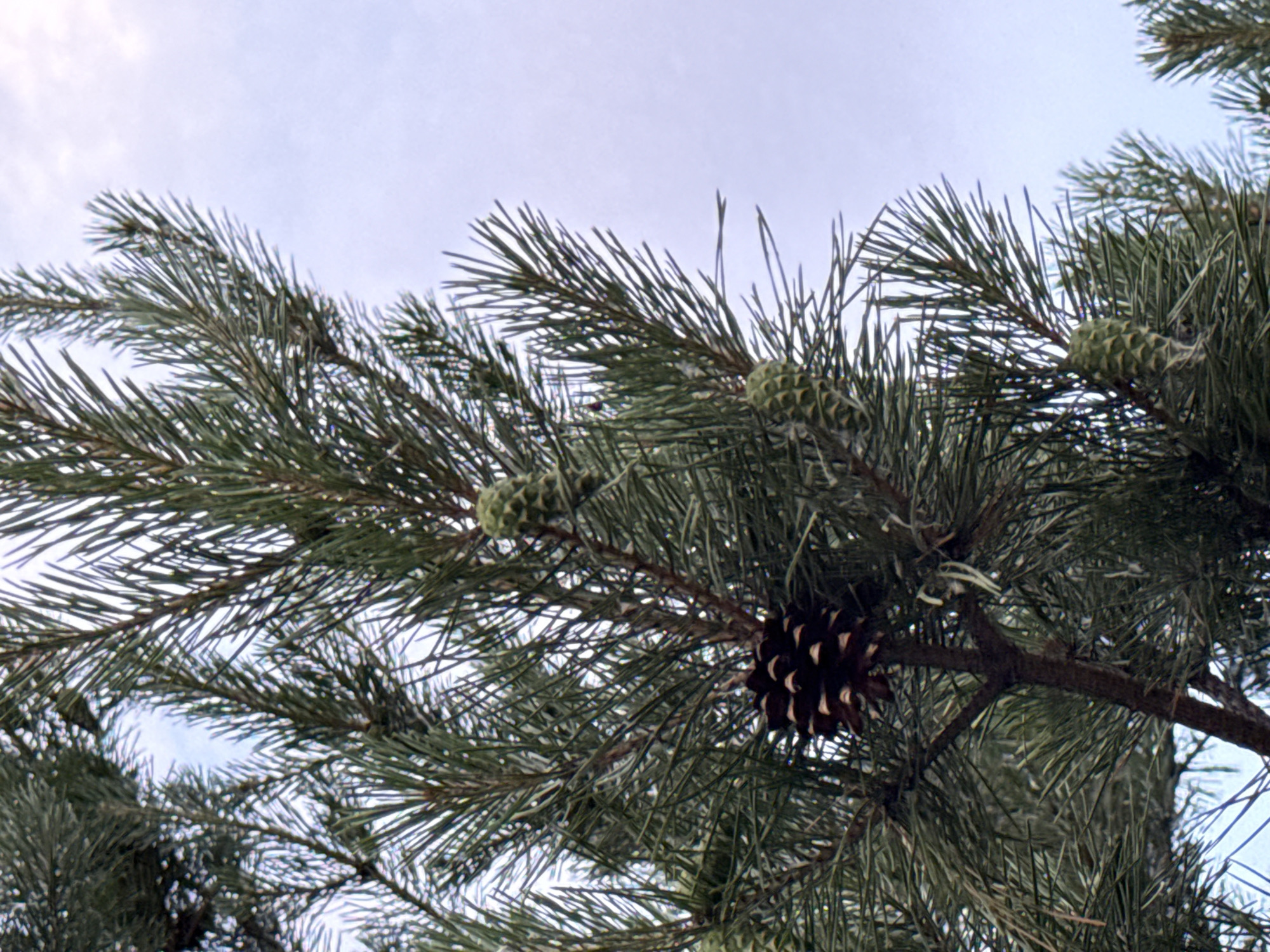 A close-up shot of a pine tree branch with several pine cones against a pale blue sky. The pine needles are a dark green, and some are slightly blurred due to motion. One large, mature pine cone, dark brown and open, is prominently featured in the lower-left quadrant of the image. Several smaller, immature green pine cones are visible scattered on the branches. The photograph was taken outdoors in Krasnoyarsk, Russia.