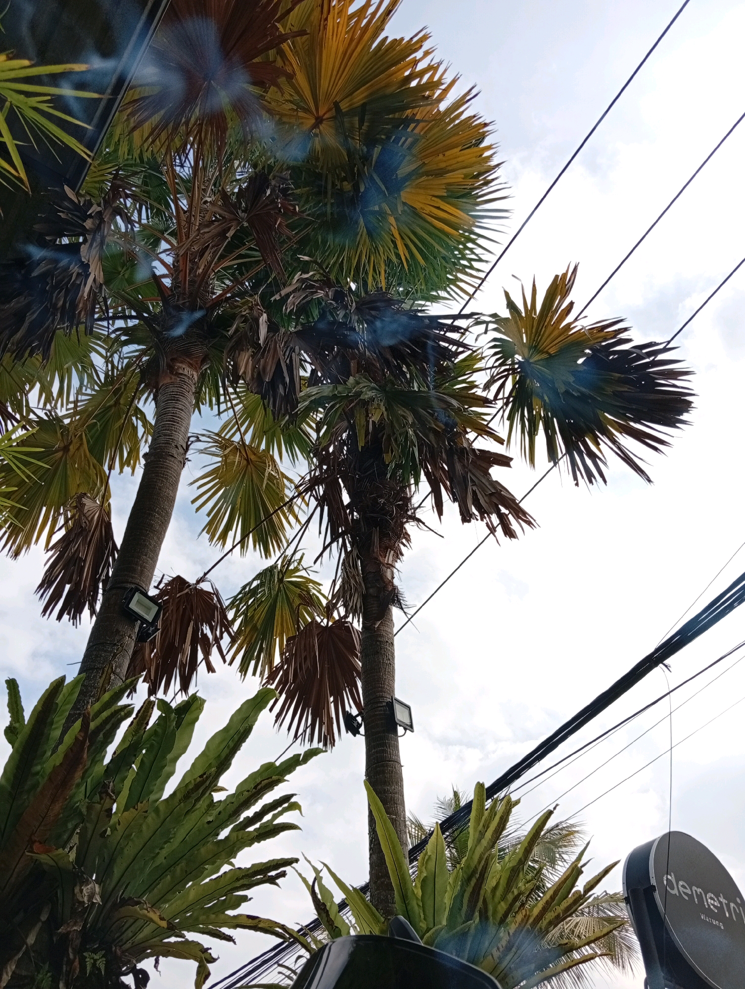 A low-angle shot captures palm trees and lush foliage against a bright, cloudy sky. Power lines crisscross the frame from the upper right. Two palm trees are prominent, one to the left with a light fixture attached to its trunk, and another to the right, partially obscured by foliage. Large, broad green leaves of a fern-like plant dominate the lower left of the image. A dark, circular sign with white lettering, reading "demetri" and "Warung", is visible in the lower right corner. The scene appears to be outdoors, possibly in a tropical urban environment, consistent with a location in Ubud District, Indonesia.