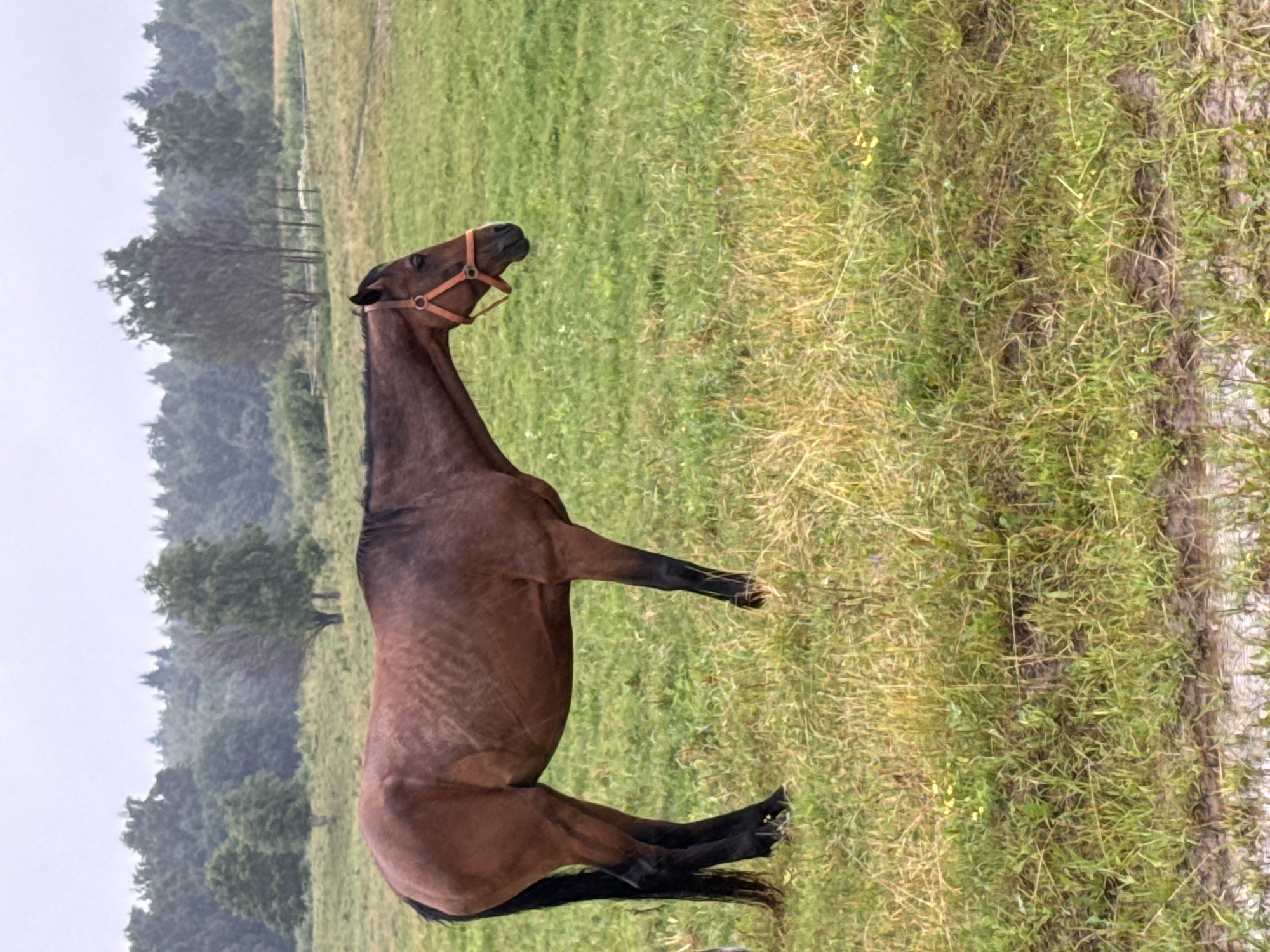 A brown horse with black legs and mane is standing in a grassy field with a muddy area in the foreground. The horse is wearing an orange halter. In the background, there is a line of trees and a cloudy sky. The location is Galinė, Lithuania.