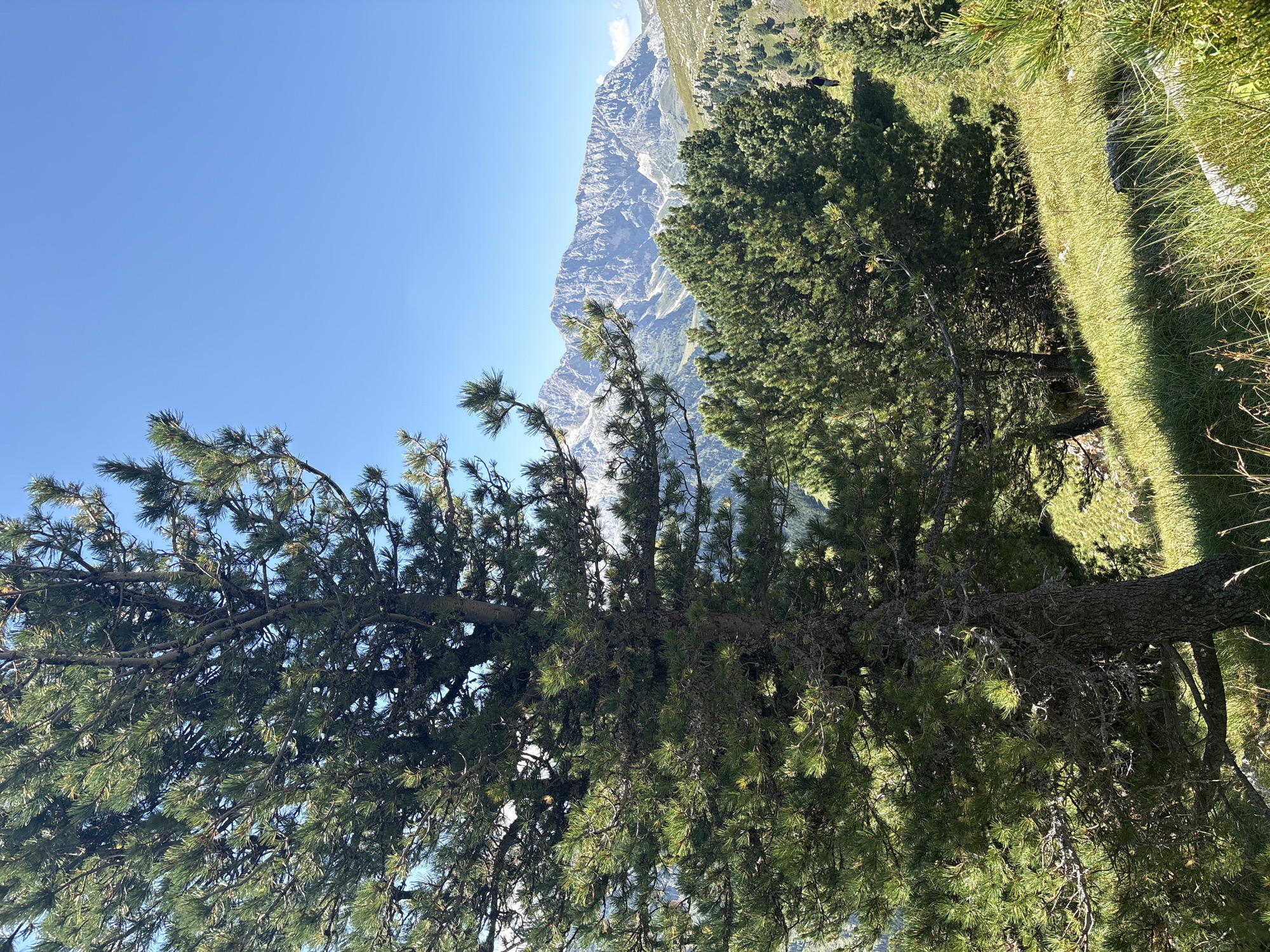 In Campitello di Fassa, Italy, the image captures a scenic mountain landscape on a clear, sunny day. In the foreground, a large pine tree with a textured bark dominates the left side of the frame, its branches reaching outwards. To the right and in the mid-ground, a dense cluster of evergreen trees creates a lush green expanse. Beyond these trees, the terrain slopes upwards, covered in green grass and scattered rocks. In the far distance, majestic, rugged mountains with rocky peaks and patches of snow stand against a clear blue sky. The scene is natural and serene, with no visible man-made structures in the immediate vicinity. A lone individual, appearing as a dark silhouette, is walking on the grassy slope in the mid-right of the image, suggesting a hiking or recreational activity. The overall impression is one of natural beauty and tranquility in a mountainous environment.
