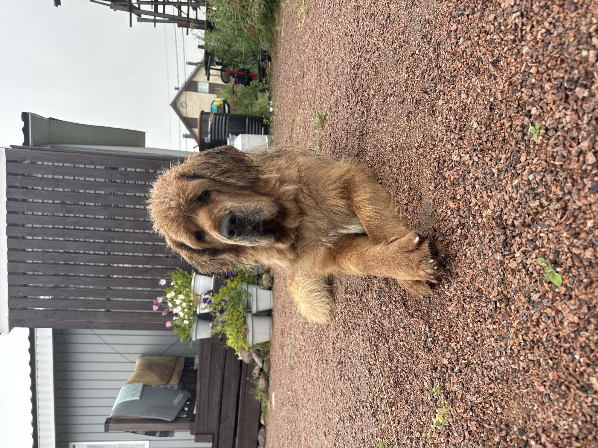 In Kempelevo, Russia, a large, shaggy brown dog is lying down on a reddish-brown gravel ground. The dog has a thick coat and is looking directly at the camera with its paws crossed in front of it. Behind the dog, there is a wooden fence and a gray building with a slanted roof. Several potted plants with pink and white flowers are placed on a wooden deck in front of the building. The sky is overcast, suggesting a cloudy or rainy day. In the background, a house with a brown roof and a white facade is visible, along with some greenery and industrial elements like barrels and machinery.