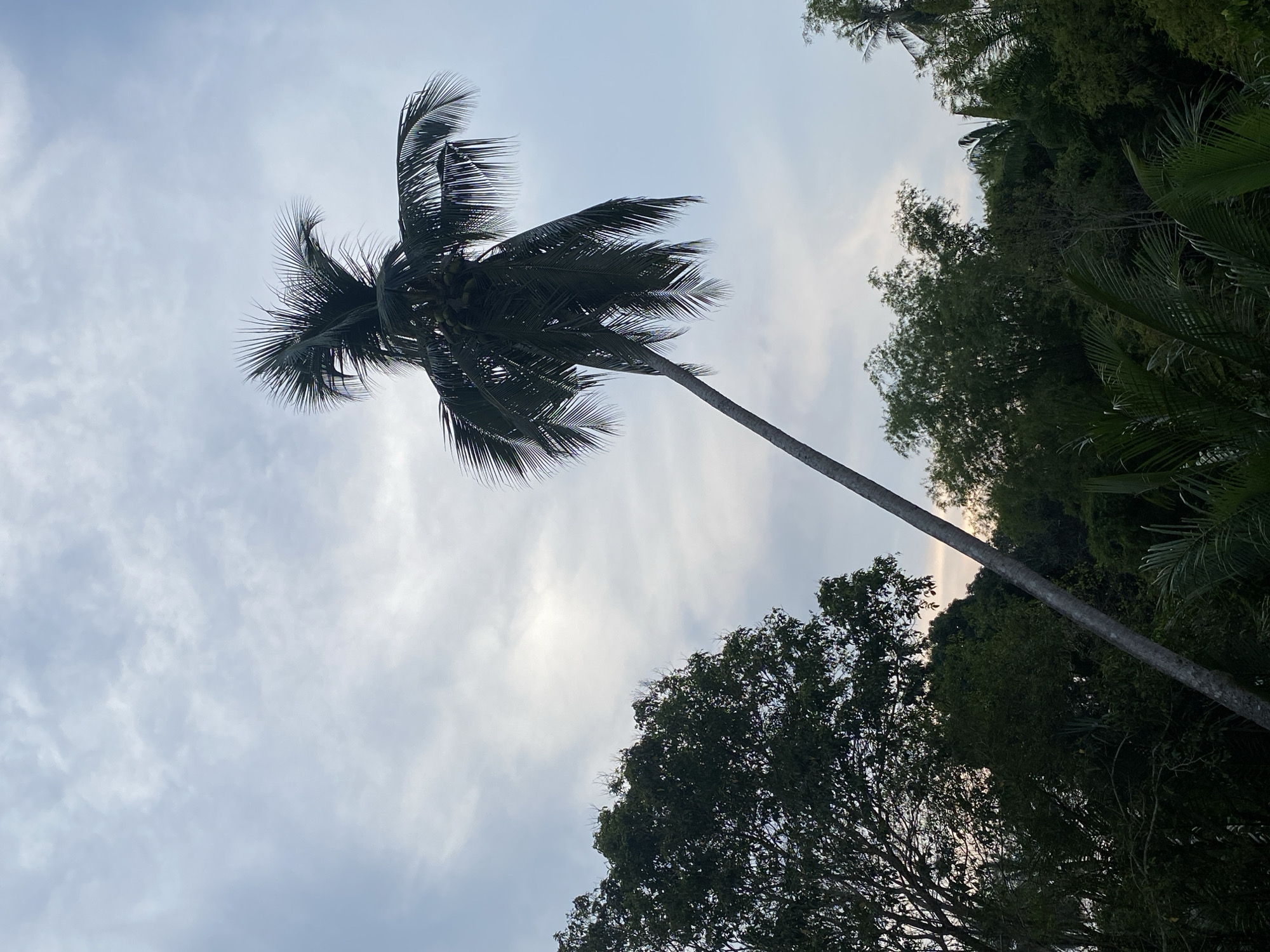 The image shows a tall coconut tree against a backdrop of a cloudy sky and other trees. The photo was taken from a low angle, looking upwards towards the palm tree. The trunk of the tree is slender and stretches upwards, while the crown is dense with fronds. Other trees with dense foliage are visible in the background, along with a cloudy sky with varying shades of blue and grey. The location is likely Tanjongkapai, Indonesia.
