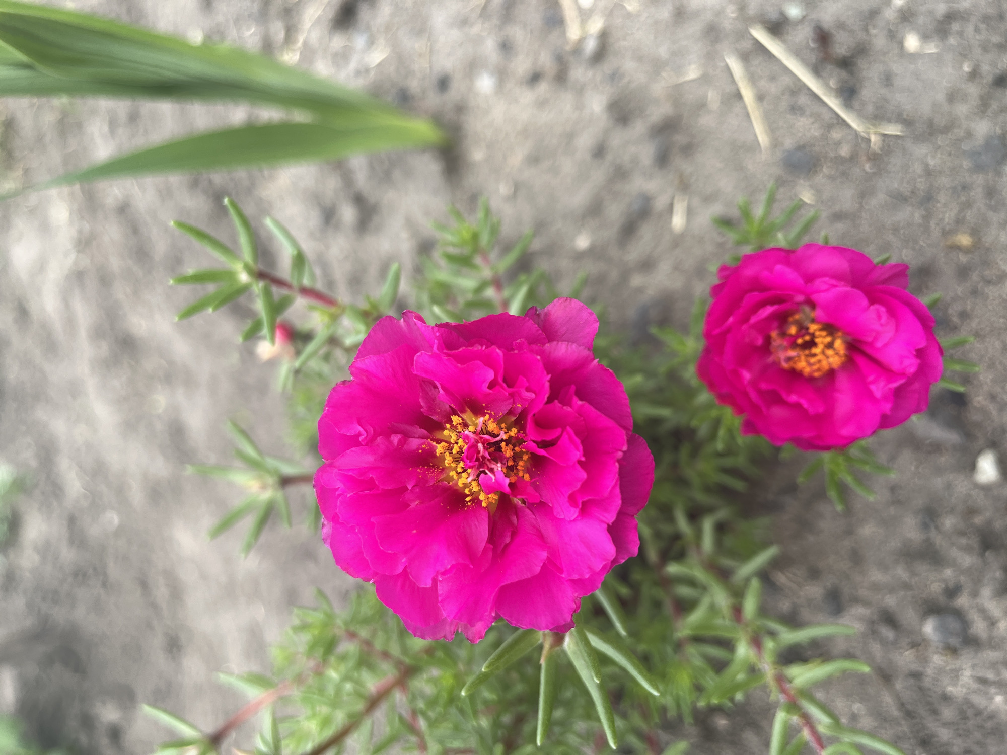 Two bright pink flowers with yellow centers are in focus in the foreground. The flowers are part of a low-lying green plant with thin, needle-like leaves. The background is composed of gray soil with scattered small pebbles and a few dry twigs. To the right of the flowers, a blurry green vertical leaf can be seen, possibly from a different plant. The scene appears to be outdoors in an area that could be a garden or a natural outdoor space within the city of Сухринское, Russia. There are no people or animals visible in the image.