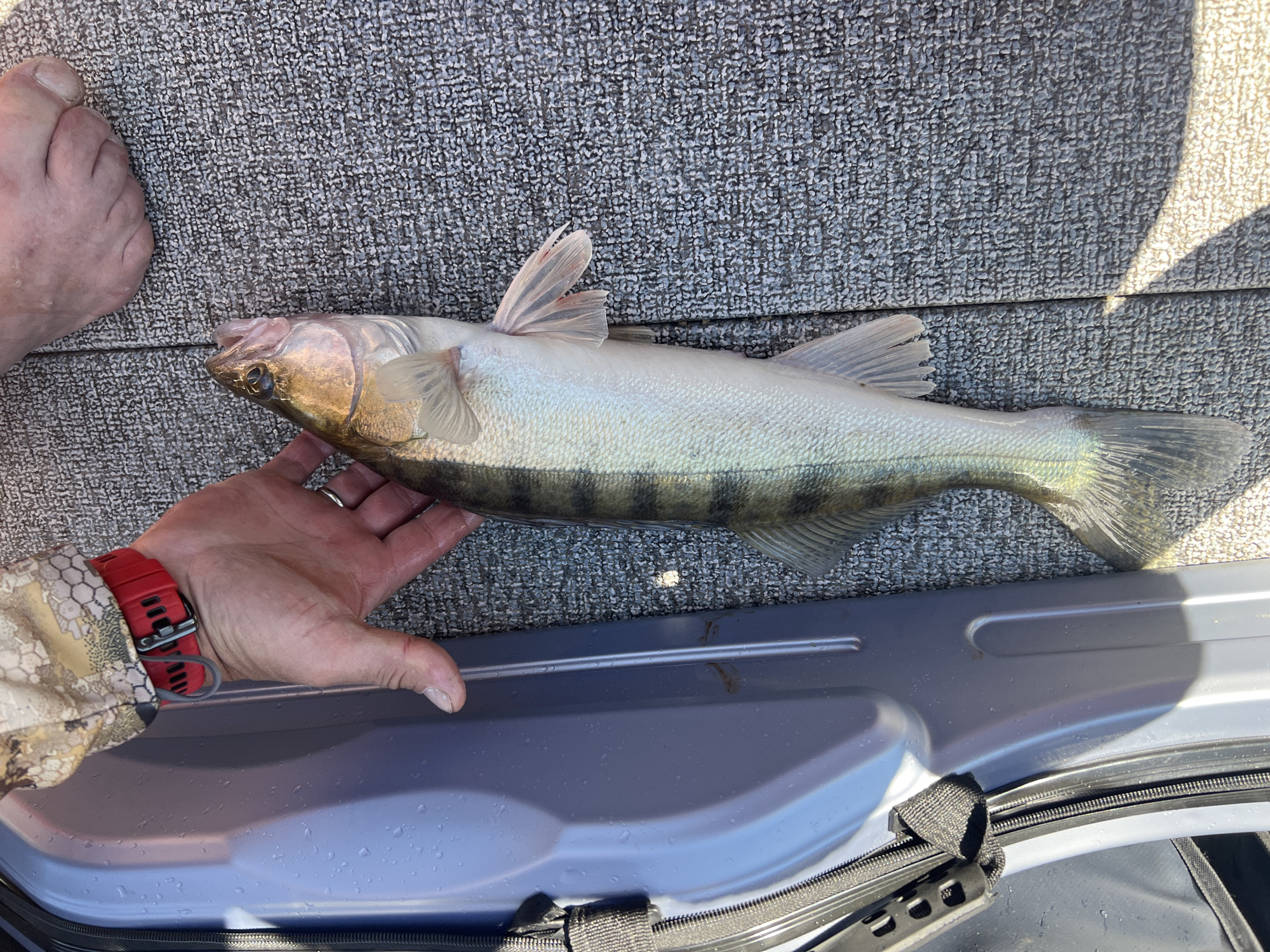 A person's hand, wearing a red watch, holds a freshly caught fish. The fish is long and slender with dark vertical stripes along its body and a pale underside. It is lying on a textured gray surface, possibly the deck of a boat. A person's bare foot is visible in the upper right corner of the image. To the left, a portion of a gray, zippered bag or container is visible. The scene appears to be outdoors, given the natural lighting. The location in Borovoe, Russia, is not determinable from the visual information presented in the image.