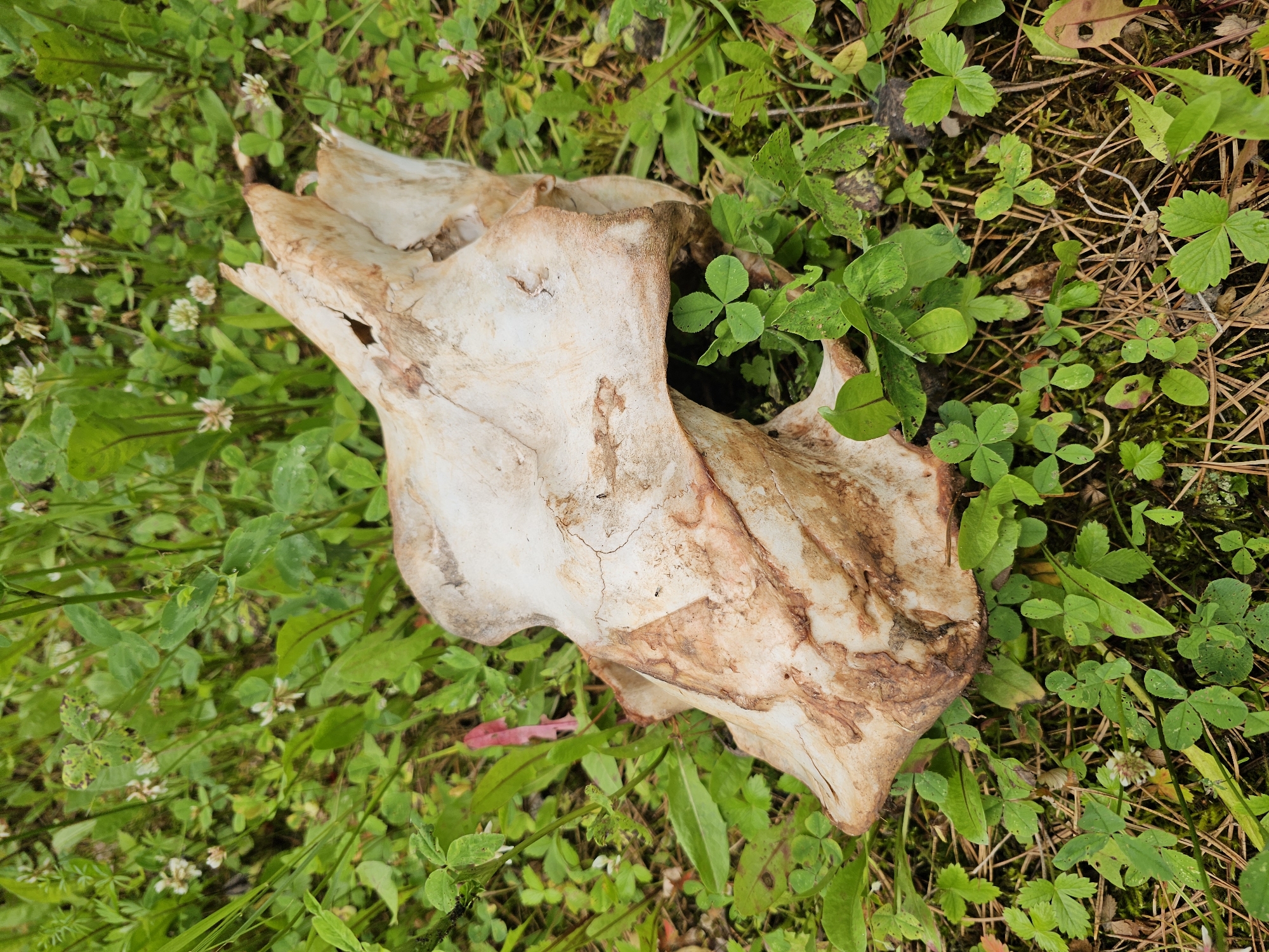 An aged, bleached animal skull, possibly bovine, rests in a dense patch of green clover and other low-lying vegetation. The skull is weathered, with cracks and areas of discoloration revealing its age. It appears to be a large skull, likely from a cow or similar animal. The surrounding environment is natural and uncultivated, suggesting it was found outdoors in a grassy or wooded area. There is no indication of human presence or recent activity in the image. The skull is positioned centrally in the frame, with the vegetation filling the foreground and background. The lighting suggests it is daytime, with diffused sunlight filtering through the foliage.