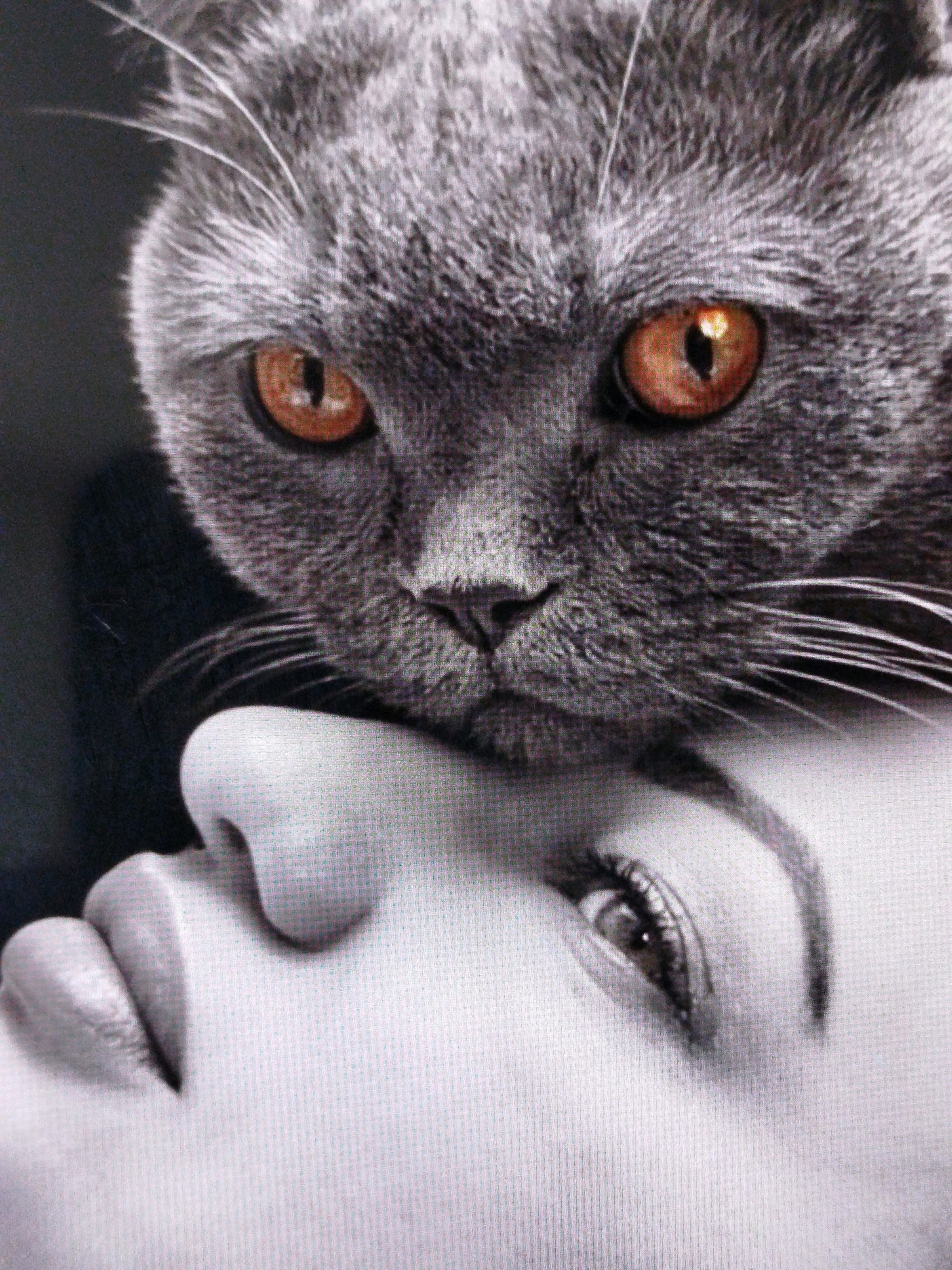 A close-up, black and white photograph shows the head of a grey cat resting on the face of a person. The cat's large, orange eyes are focused forward. The cat's whiskers extend across the frame, some overlapping with the person's skin. The person's right eye is partially visible, with an eyebrow arched above it. The person's lips are also visible. The background is dark and out of focus. The image is a studio portrait, likely taken indoors. There is no indication of a specific city or location.