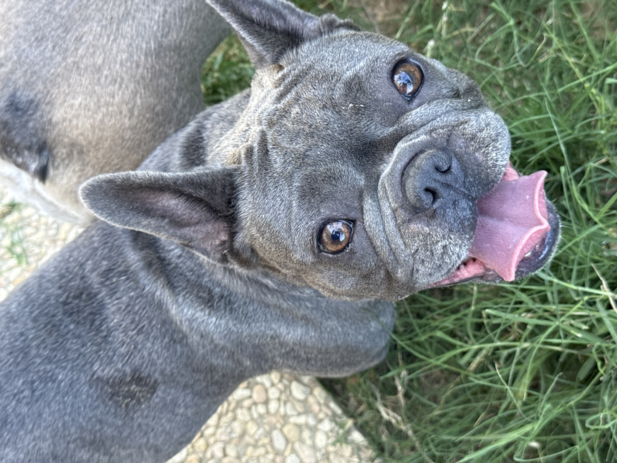 This media file is a close-up, high-angle shot of a gray French Bulldog with its tongue hanging out, looking upwards. The dog's eyes are wide and brown, reflecting light. Its muzzle is wrinkled, characteristic of the breed. The background consists of green grass and some light-colored gravel or cobblestones, suggesting an outdoor setting. The lighting appears to be natural daylight, possibly mid-day, given the bright illumination and shadows. The dog's expression, with its tongue out and open mouth, conveys a sense of playfulness or perhaps exertion, possibly after activity. The image captures a candid moment of the dog. No text is visible in the image. The location context provided is San Benedetto del Tronto, Italy.