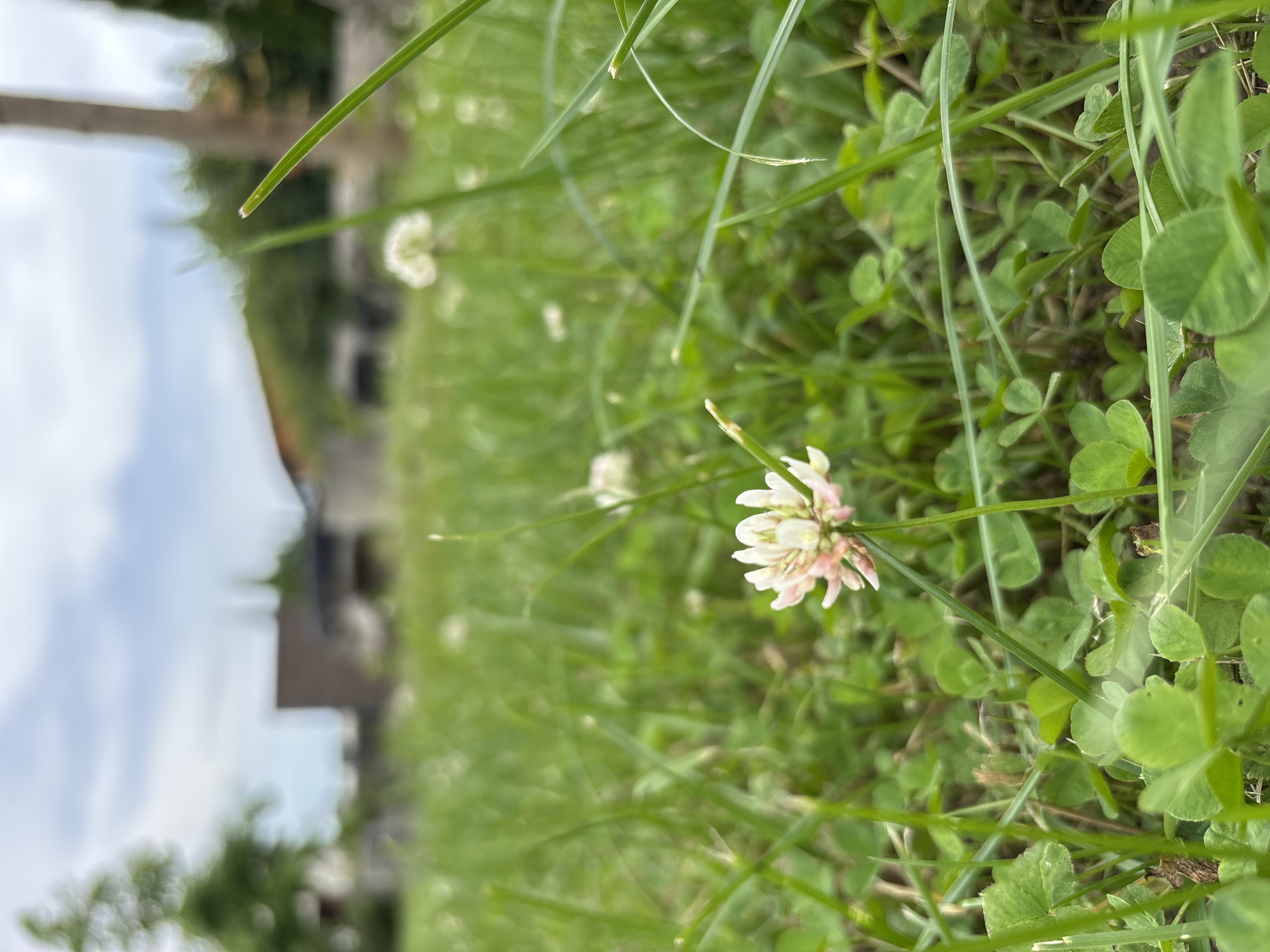 The image is a close-up, low-angle shot of a field of green grass and clover in Zvenigorod, Russia. A single white and pink clover flower is in focus in the foreground, with other clover flowers blurred in the background. Buildings and trees are visible in the distance, also out of focus, under a cloudy sky. The scene depicts a natural outdoor environment within a potentially residential or park-like area of the city. There are no people or animals visible.
