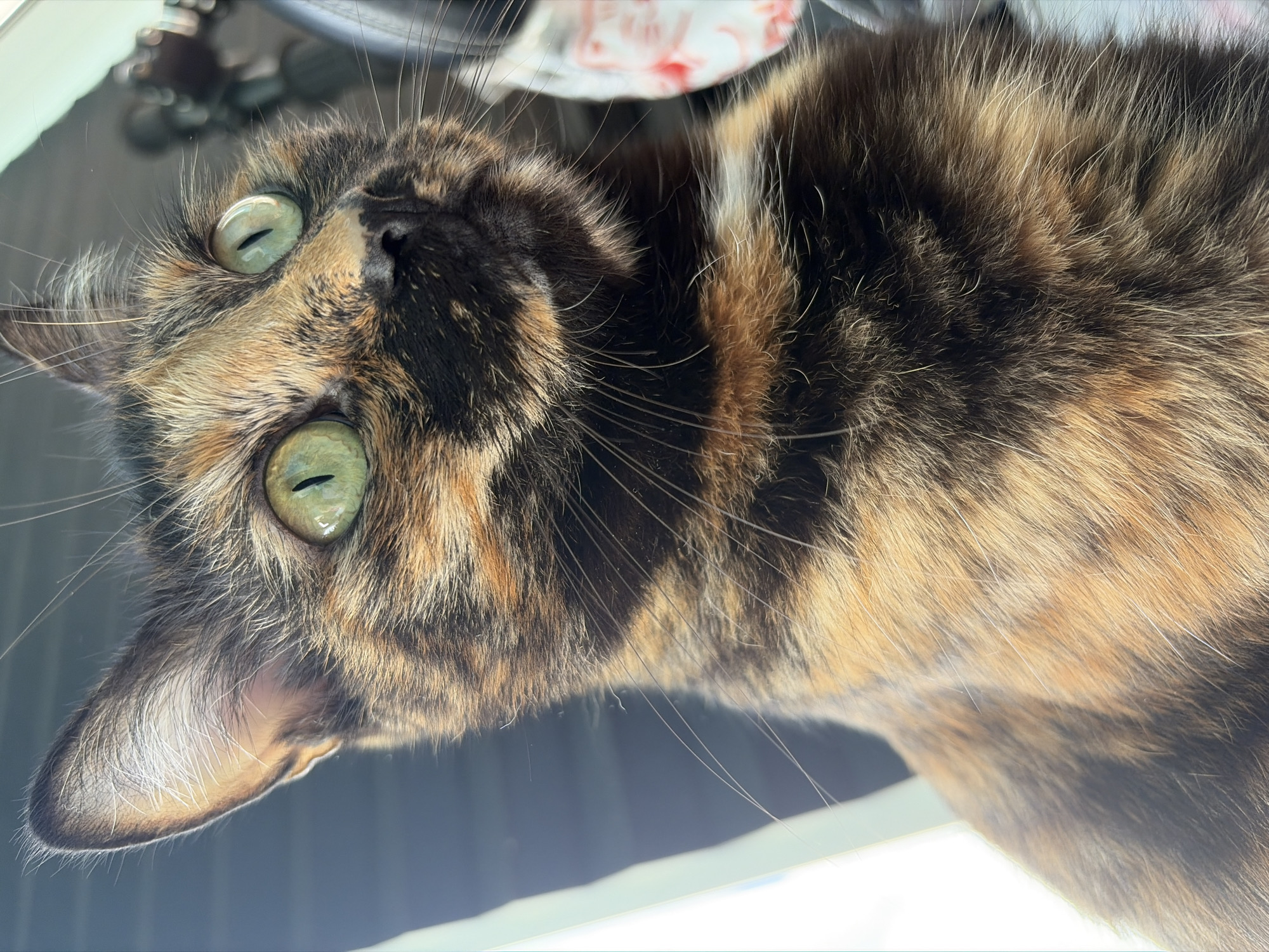 A close-up, low-angle shot shows the head and upper chest of a tortoiseshell cat. The cat has bright green eyes and its fur is a mix of black, orange, and brown. Its ears are pointed and alert, and its whiskers are prominent. The background is blurred, but appears to be indoors with some objects visible, possibly a shelf or furniture with a patterned item. The lighting suggests it is daytime, with natural light illuminating the cat's face. The image is focused on the cat's facial features and the texture of its fur.